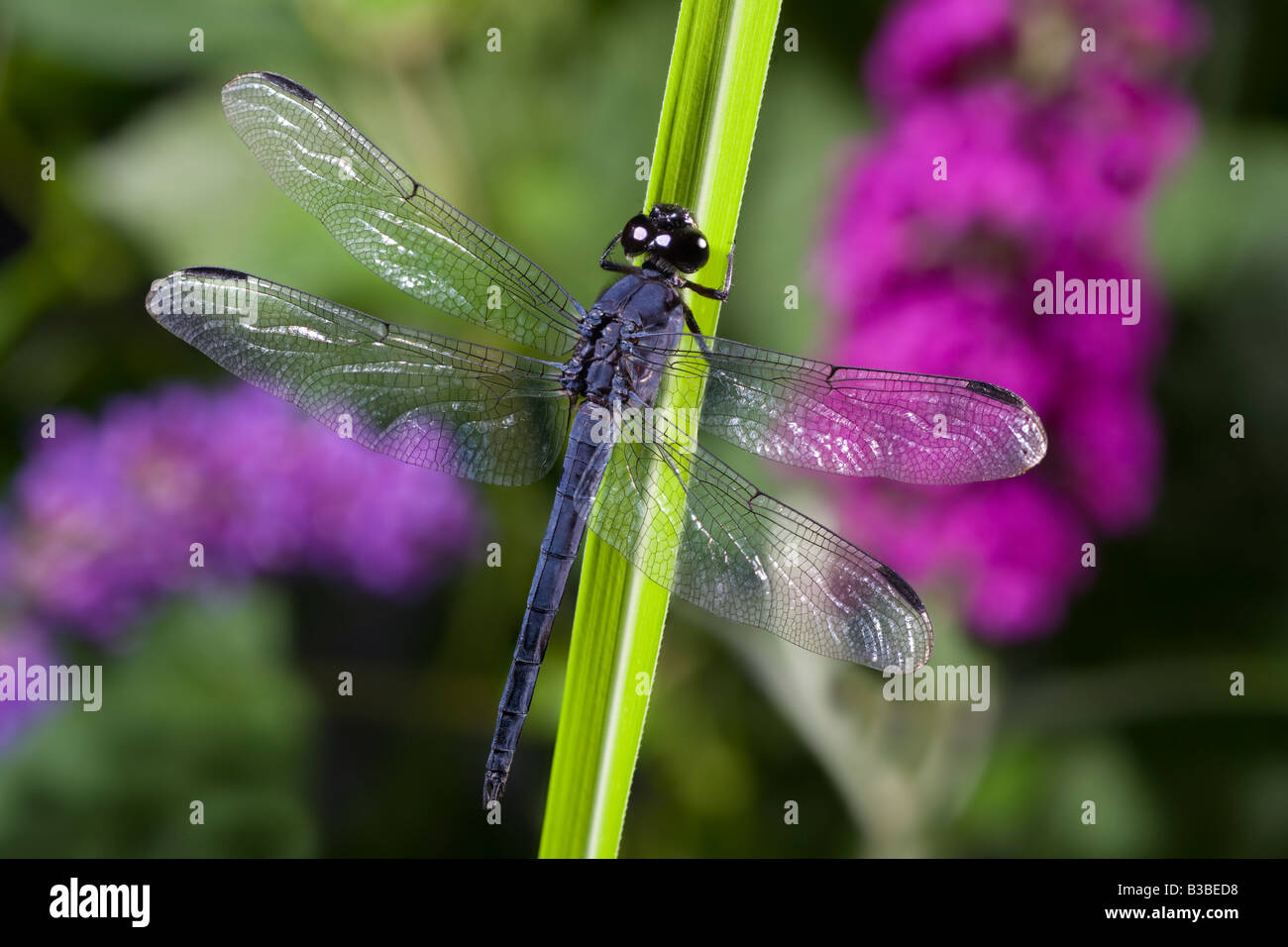 Dragonfly on Reed Slaty Skimmer Libellula vibrans Stock Photo