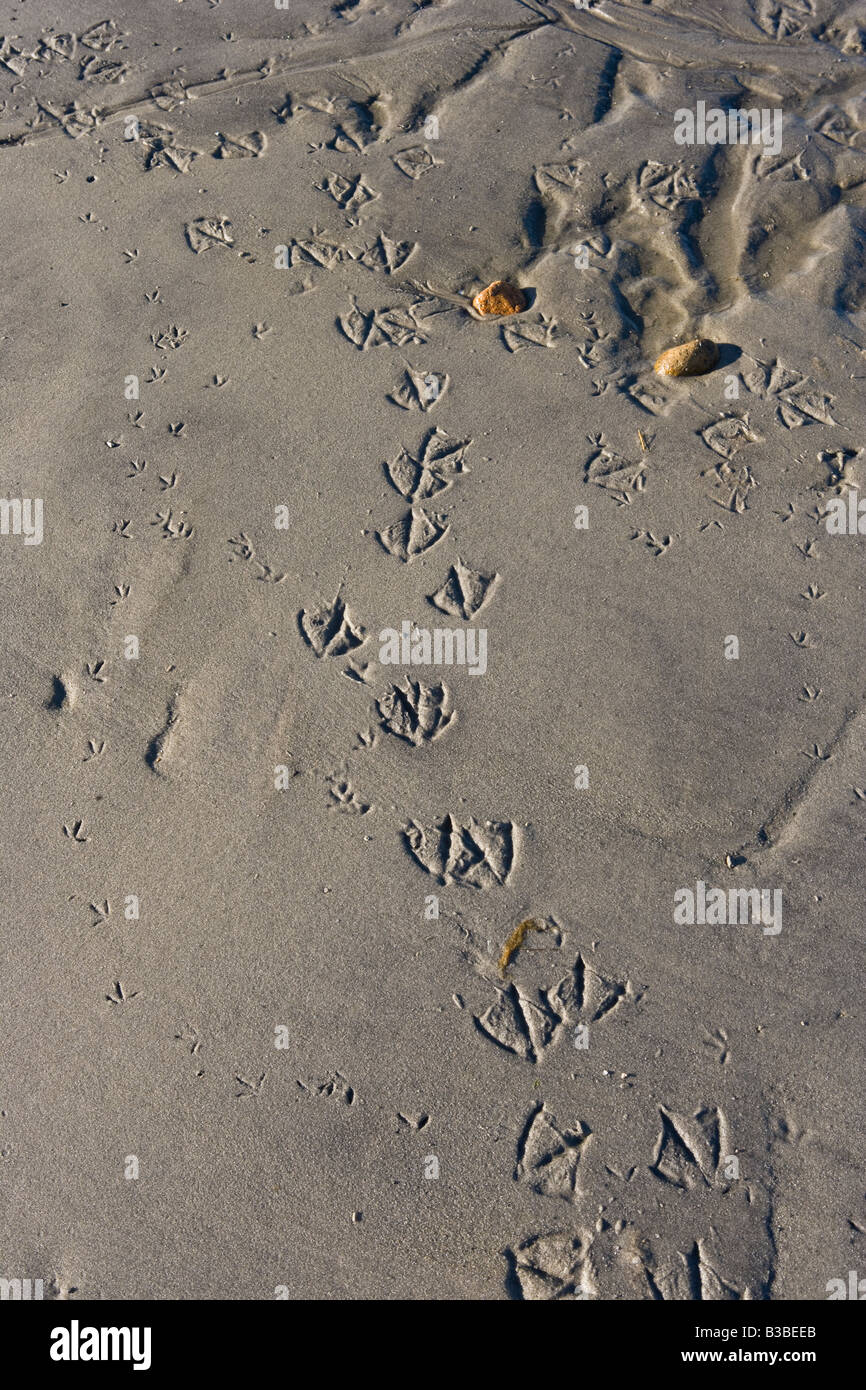 Water Bird Tracks in the Sand, Cape Cod MA Stock Photo