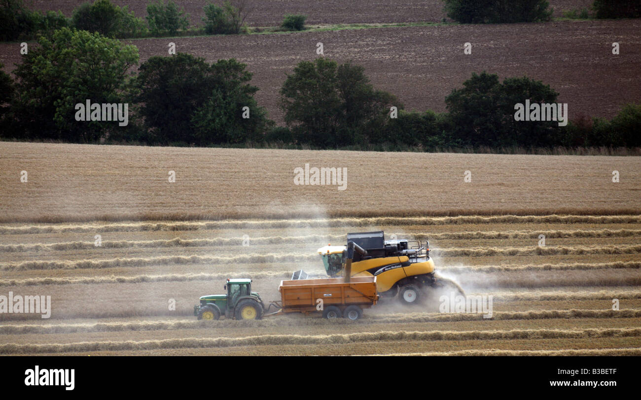 New Holland Combine Harvester harvests wheat crops for food production in Glemsford outside Bury St Edmunds in Suffolk UK Stock Photo