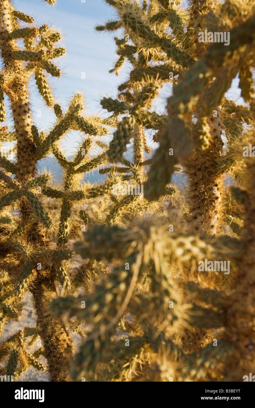 jumping cholla (Cylindropuntia fulgida) cactus in the desert of northern Baja California, Mexico Stock Photo