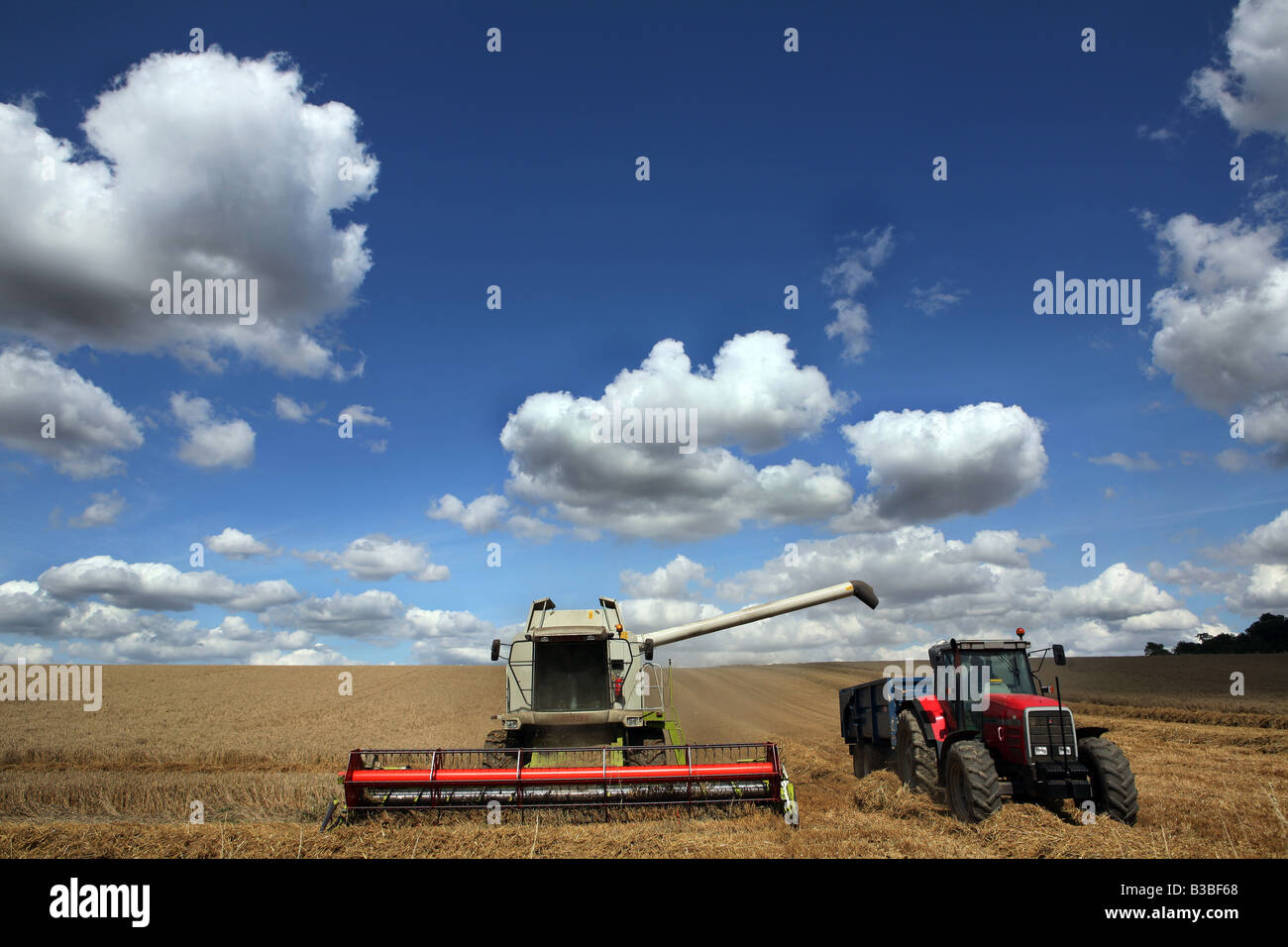 A COMBINE HARVESTER AND TRACTOR HARVEST WHEAT FOR BREAD PRODUCTION AT