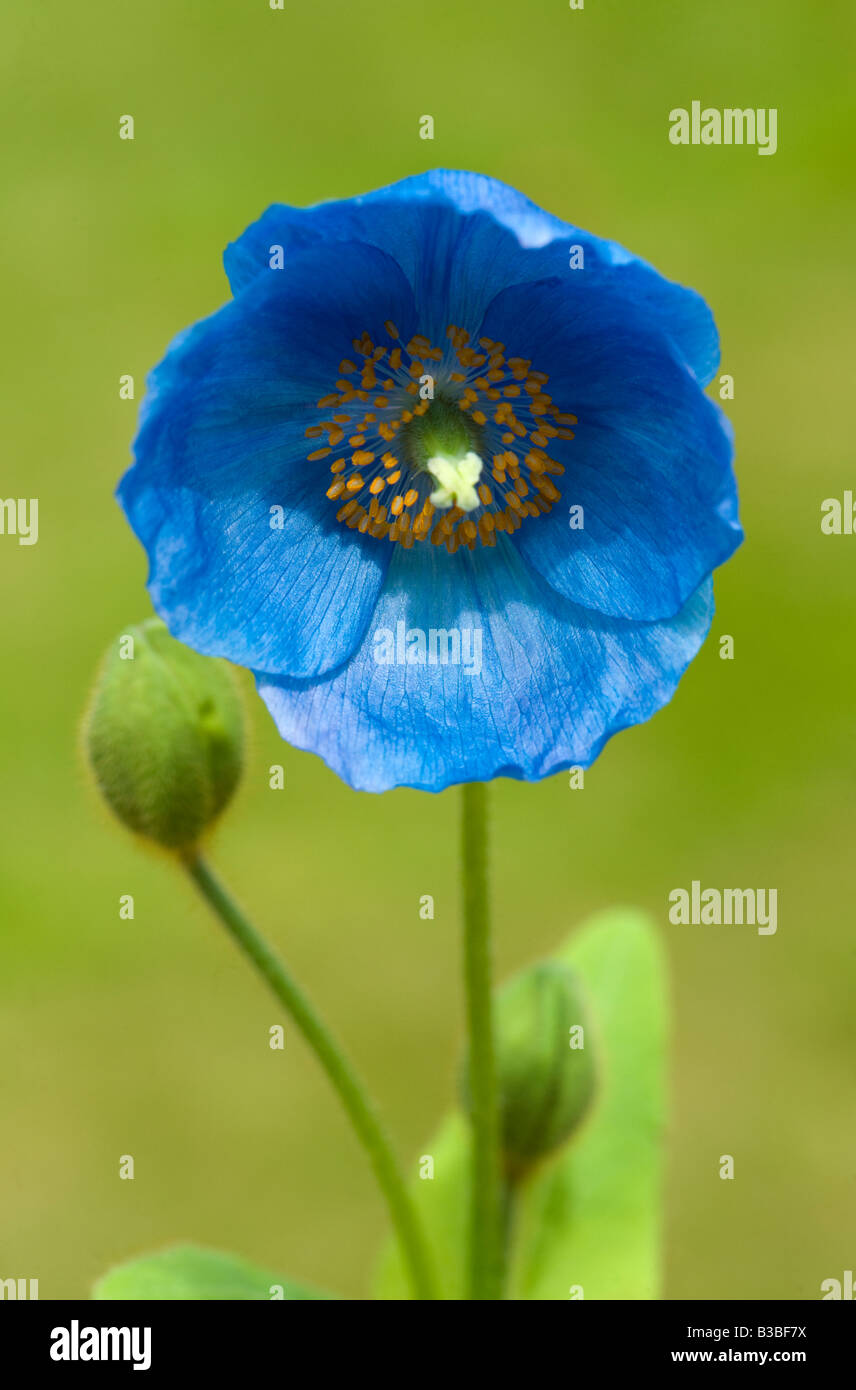 Himalayan Blue Poppy Stock Photo - Alamy
