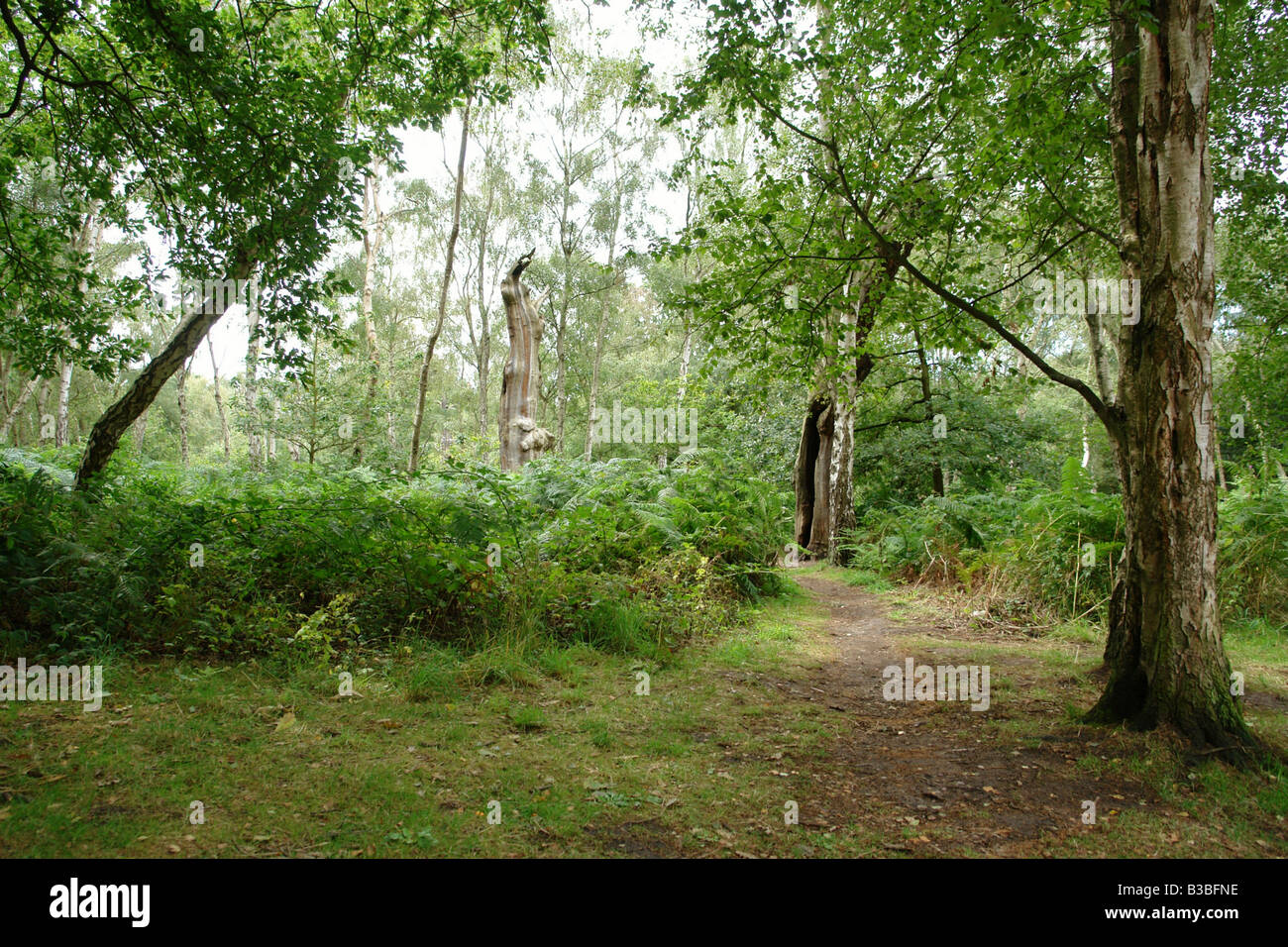 Sherwood Forest Country Park Edwinstowe Mansfield Nottinghamshire