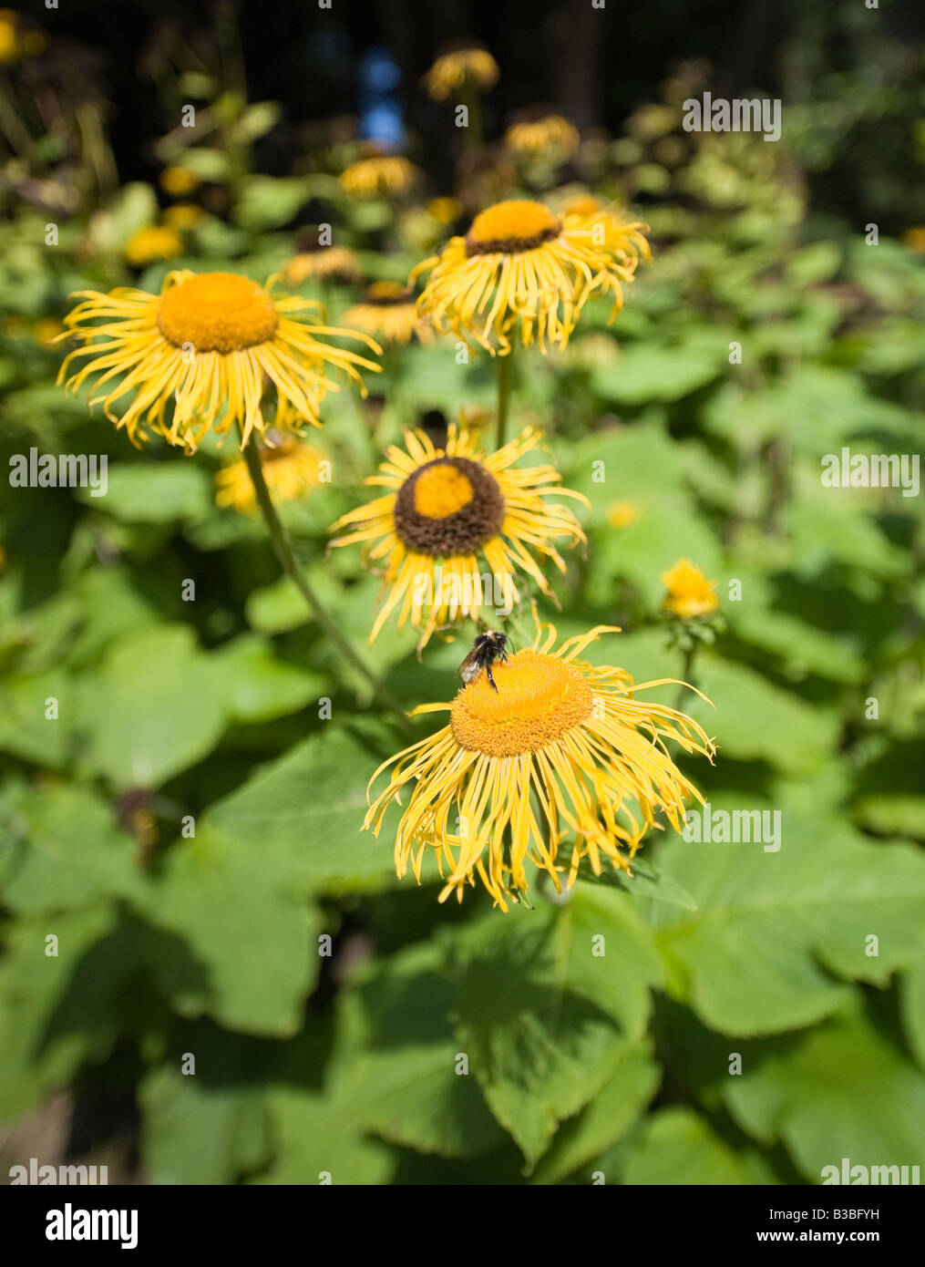 Bumble Bees on Ox-eye daisy (Telekia Speciosa) plants in the grounds of Batsford Arboretum Stock Photo