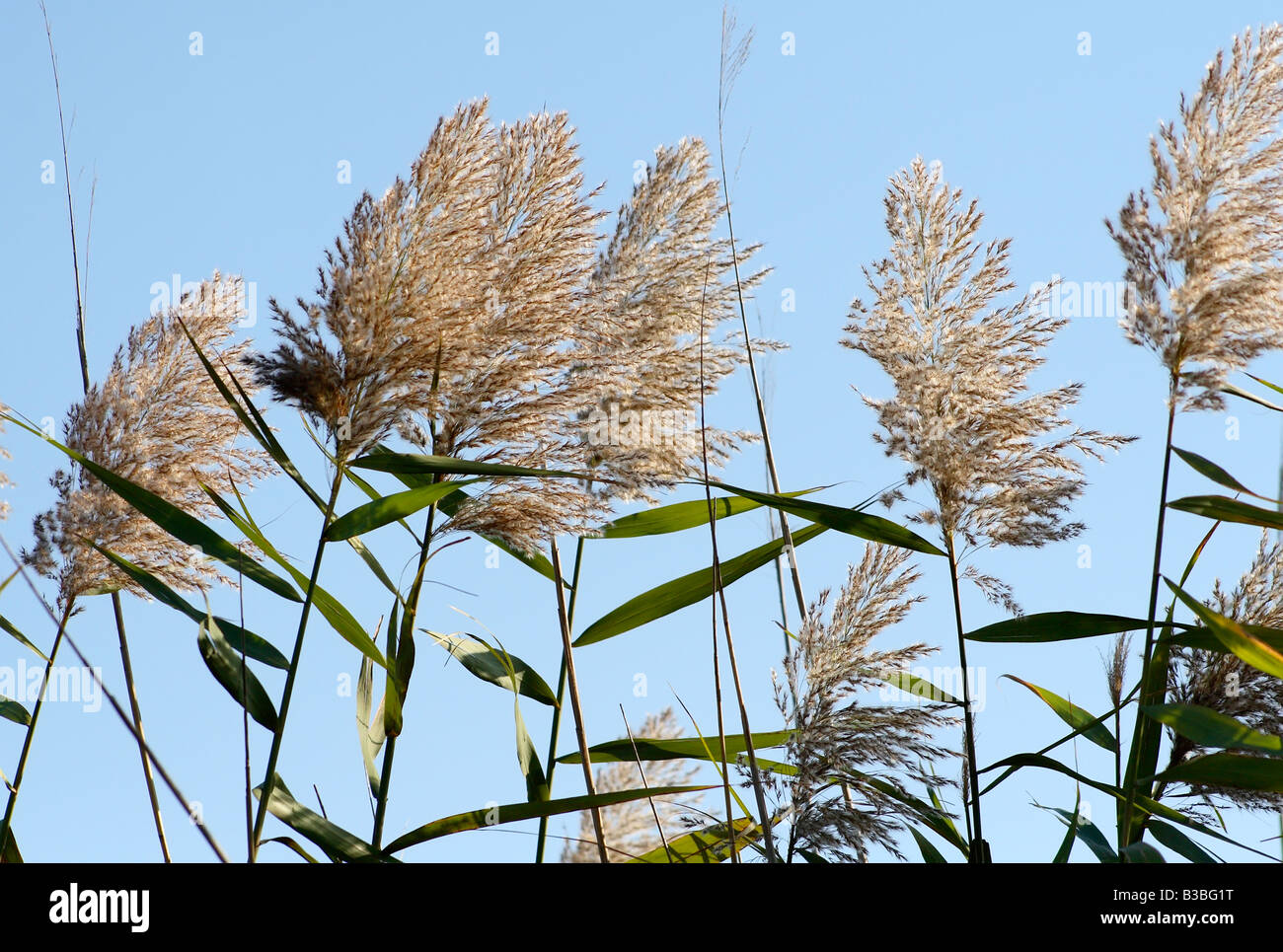Common reed (Phragmites australis) at Assateague Island National Seashore, Maryland Stock Photo