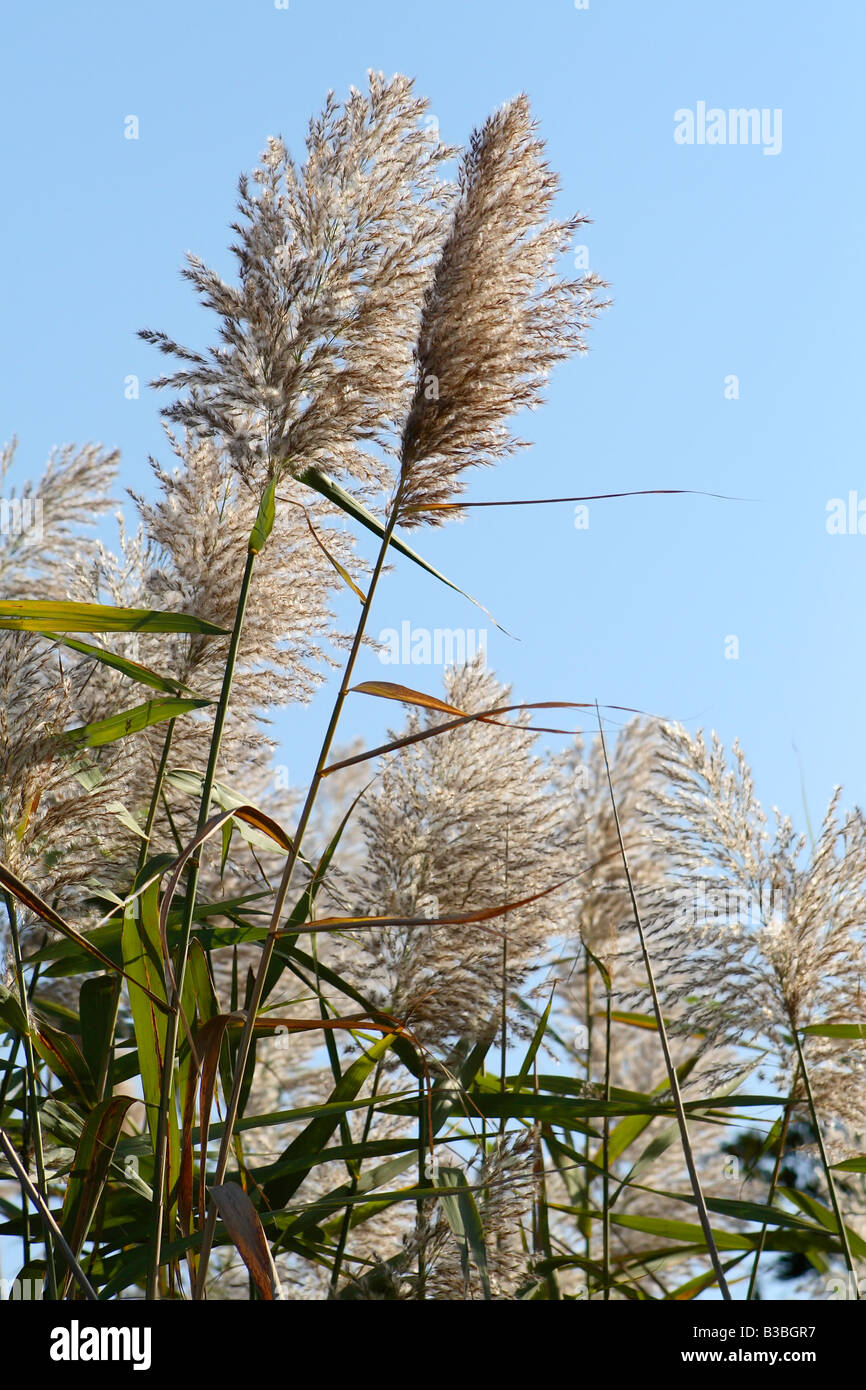 Common reed (Phragmites australis) at Assateague Island National Seashore, Maryland Stock Photo