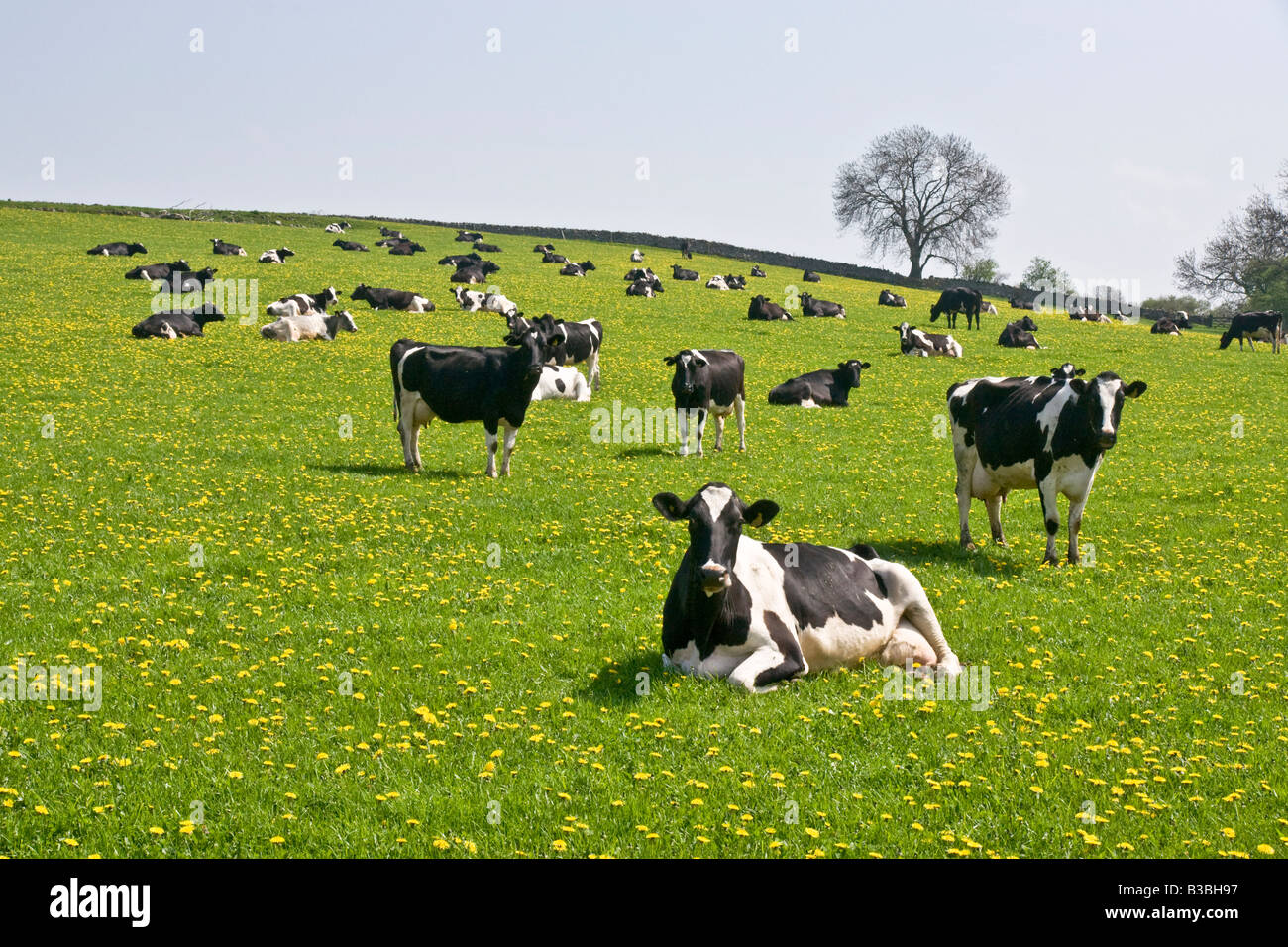 Dairy cows in a field near Spennithorne in the Yorkshire Dales.  North Yorkshire Stock Photo