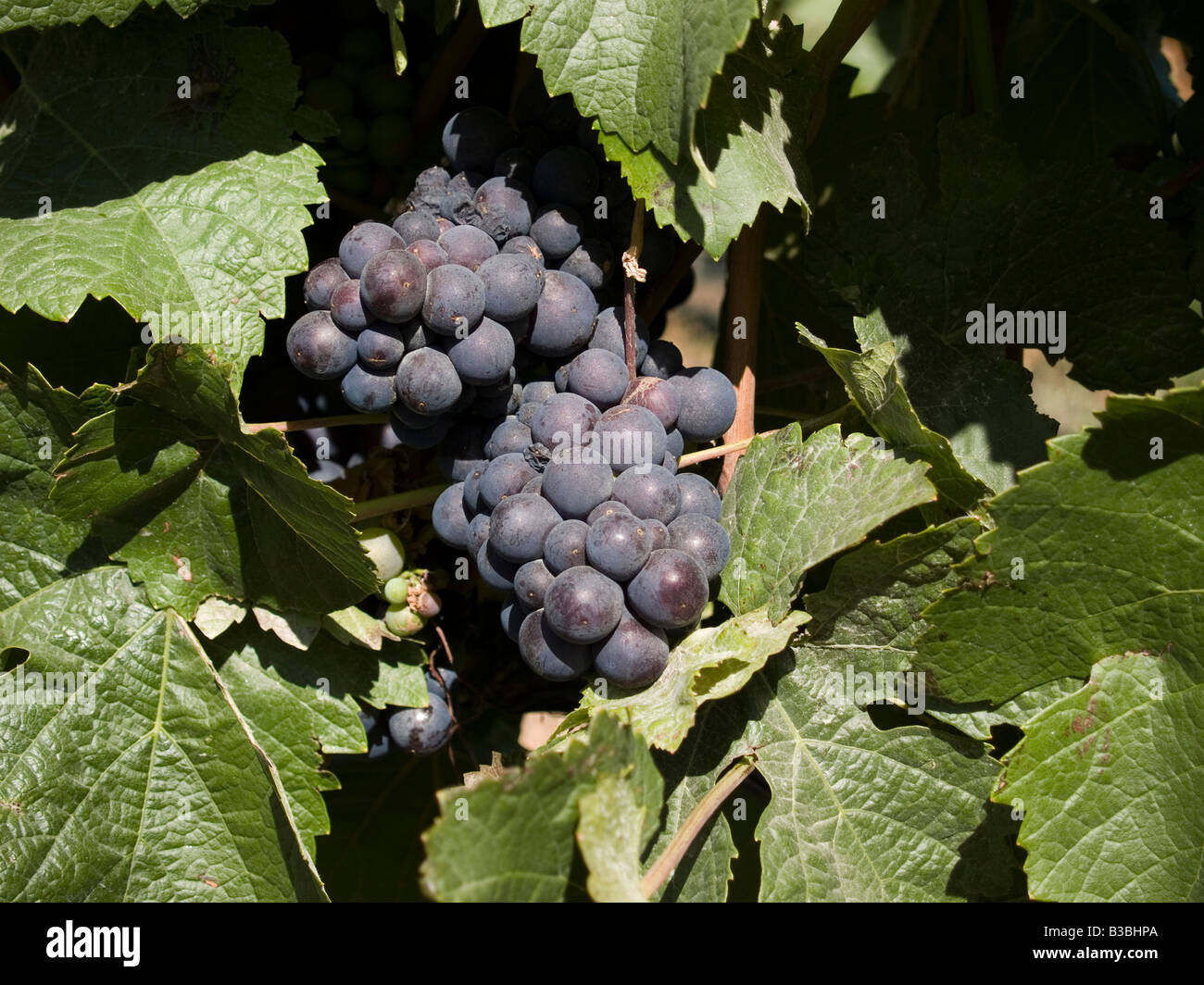 Pinot noir grapes growing on a grapevine at Chard Farm vineyard and winery, Central Otago, New Zealand Stock Photo