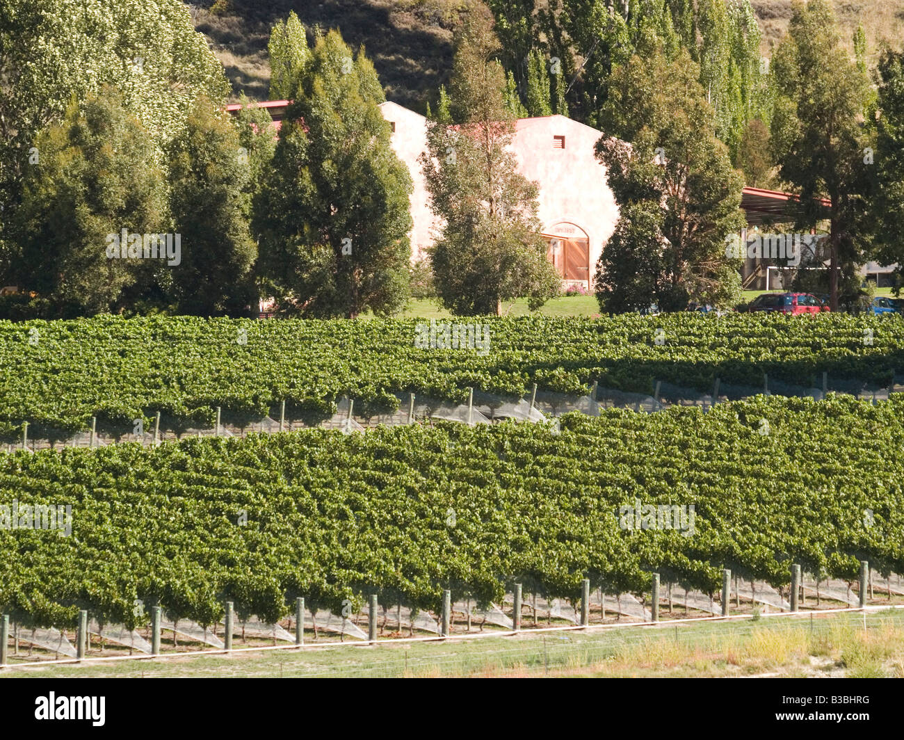 Pinot noir grapevines at Chard Farm vineyard and winery, Central Otago, New Zealand Stock Photo