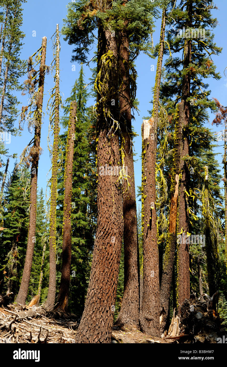 Giant Douglas fir forest. Lassen Volcanic National Park, California, USA. Stock Photo