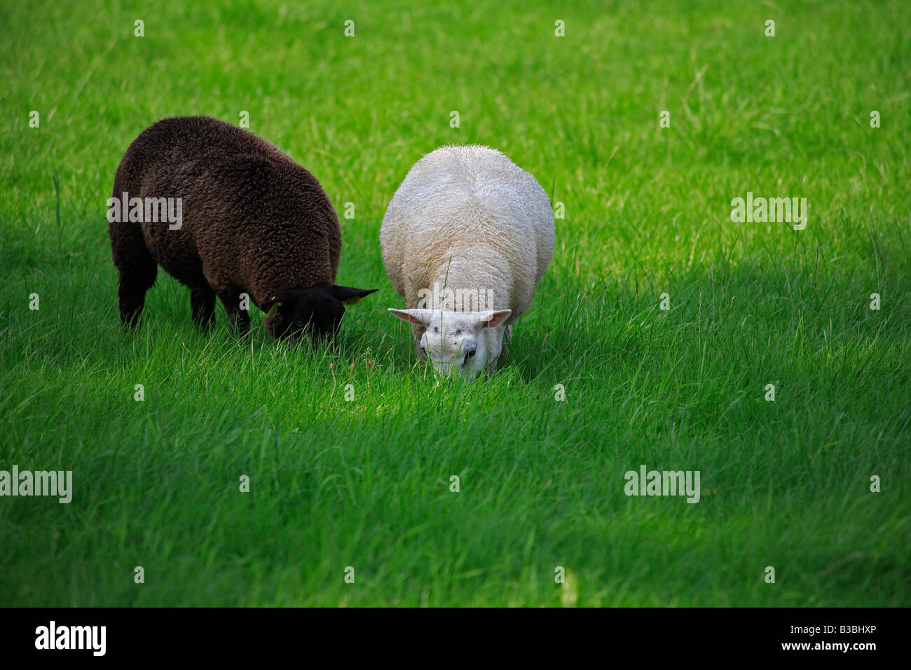 A black sheep and a white sheep grazing in a field Stock Photo Alamy