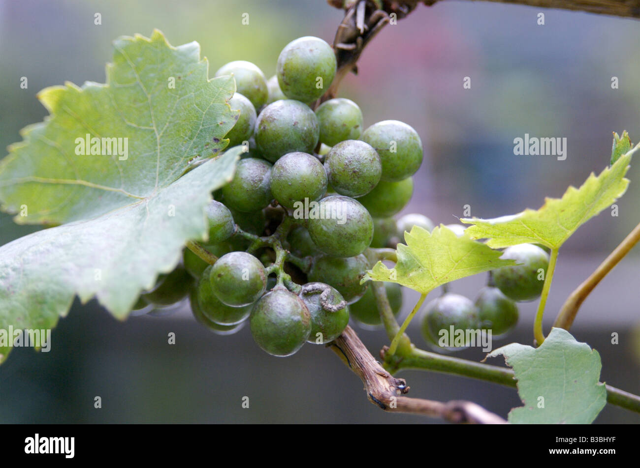Wild Grapes growing in an English garden Stock Photo Alamy