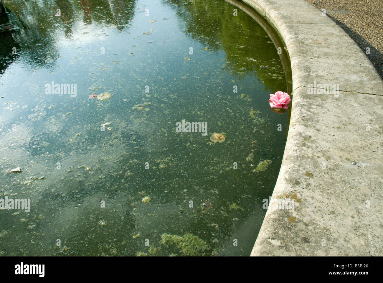 Summer Fountain, Algae, Rose Stock Photo Alamy