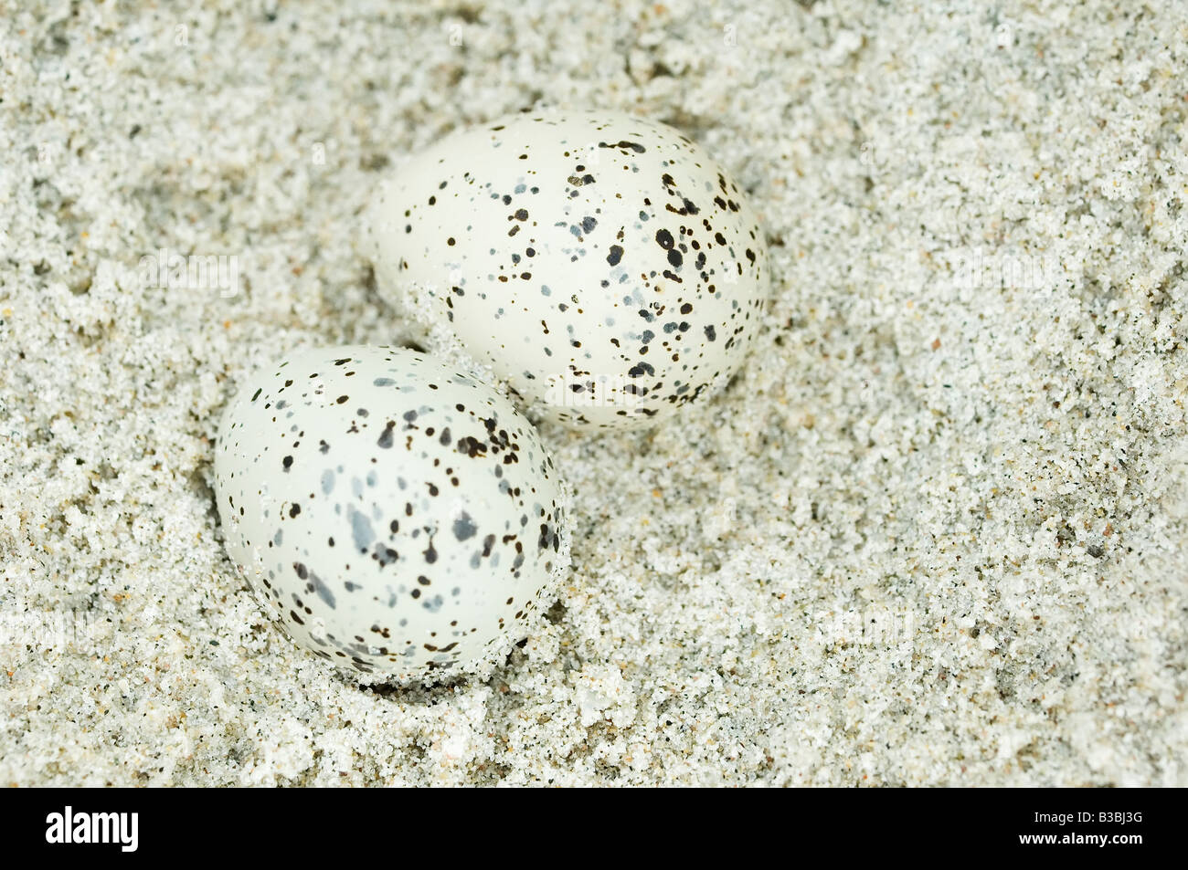 Piping plover eggs Stock Photo Alamy
