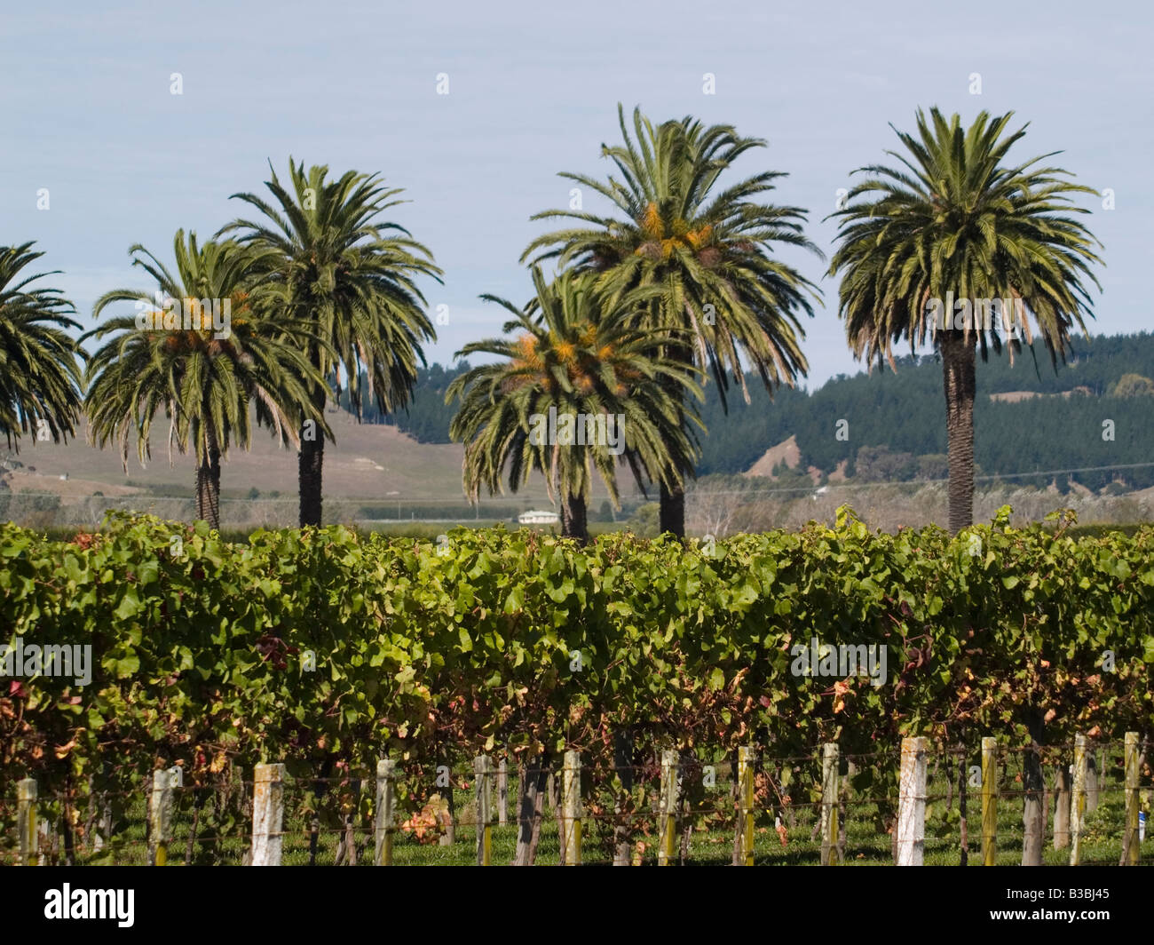 Grapevines and phoenix palm trees at Phoenix Palm estate vineyard