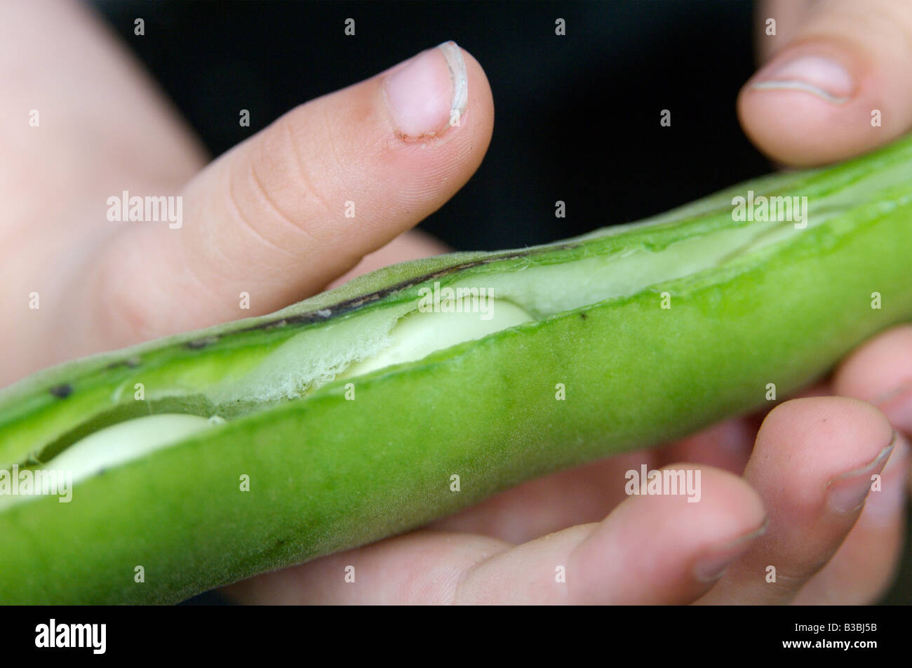 A young child discovering broad beans Stock Photo Alamy