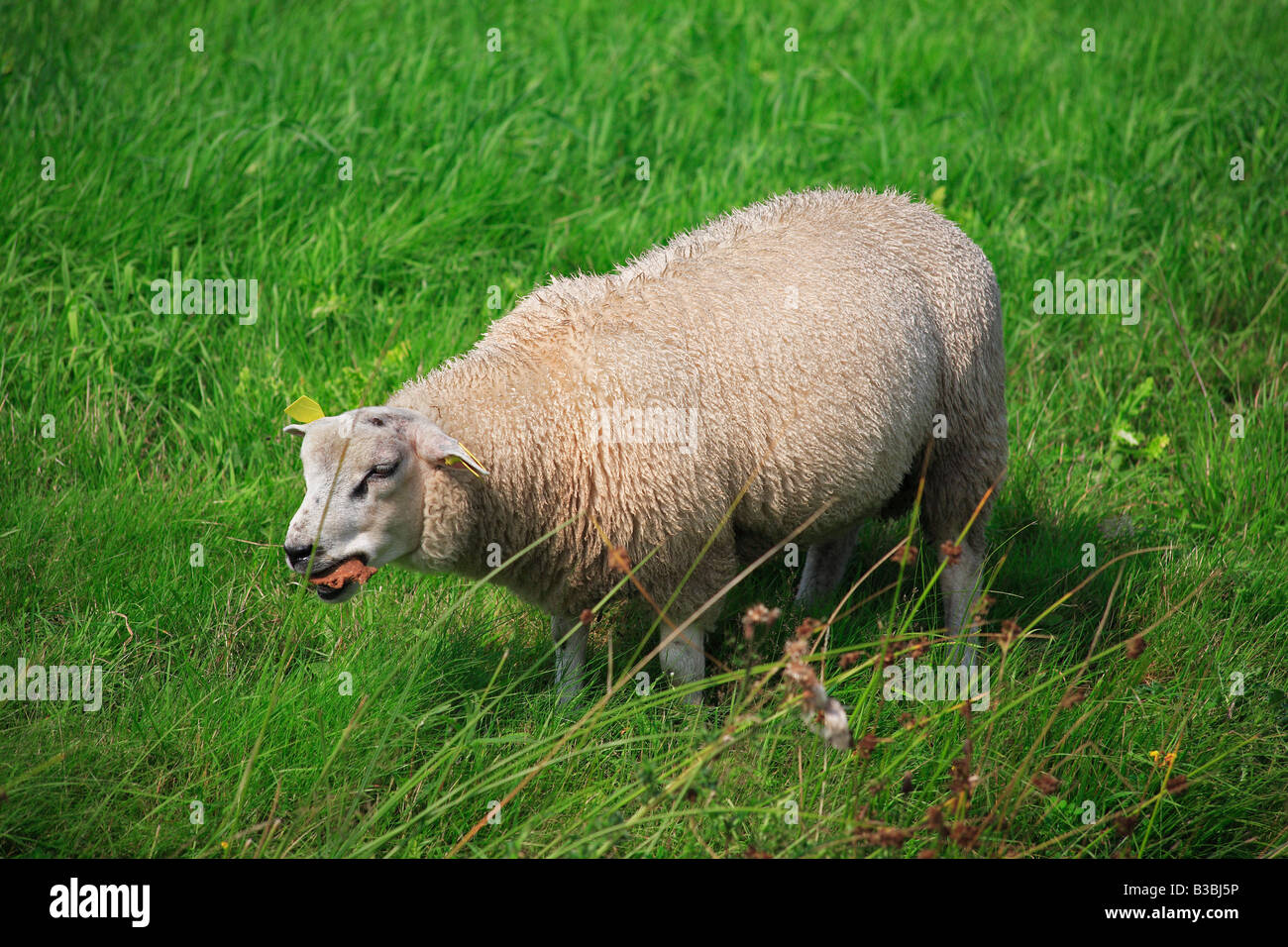 Sheep eating in the grass hi-res stock photography and images - Alamy