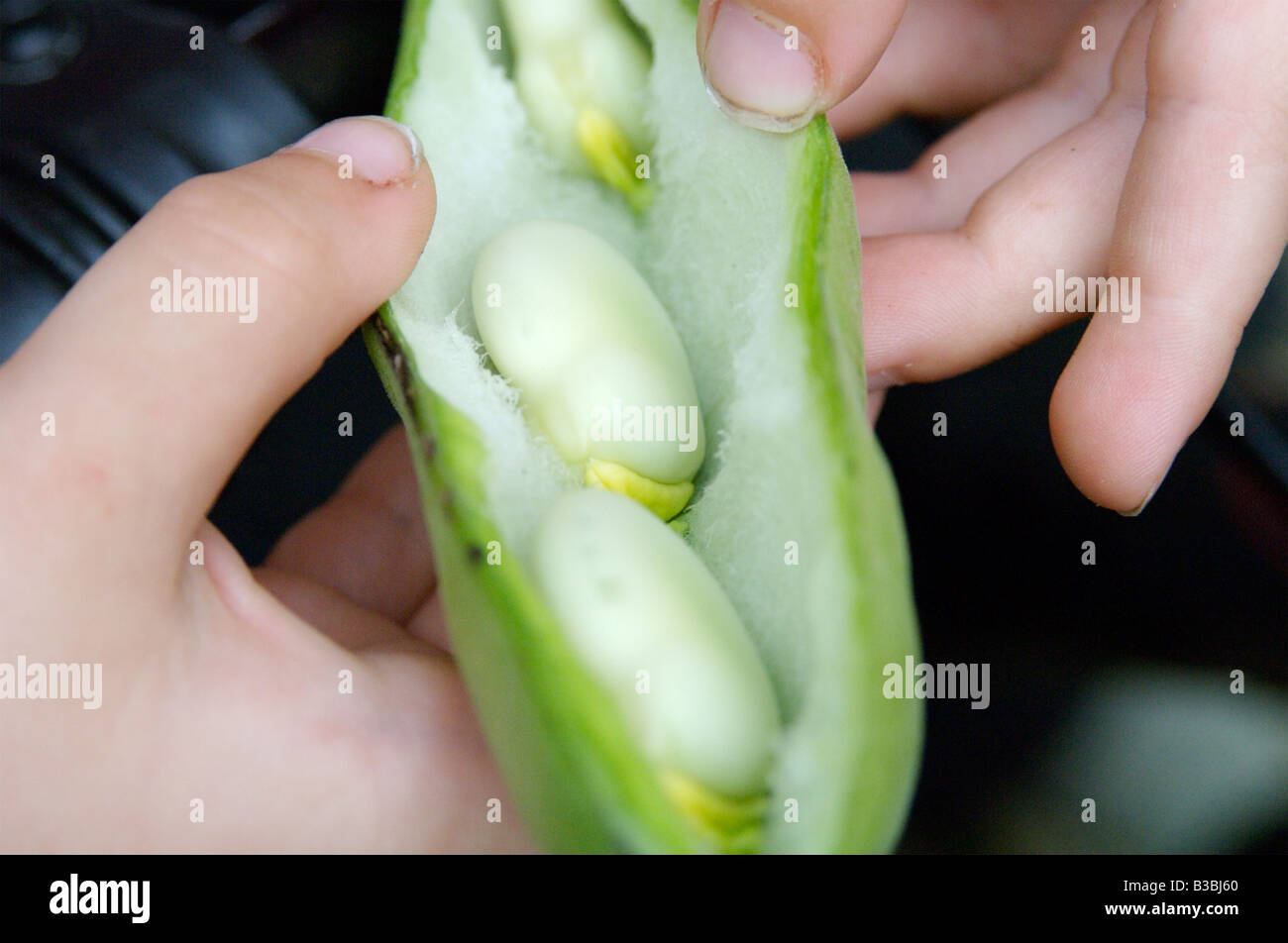 A young child discovering broad beans Stock Photo Alamy