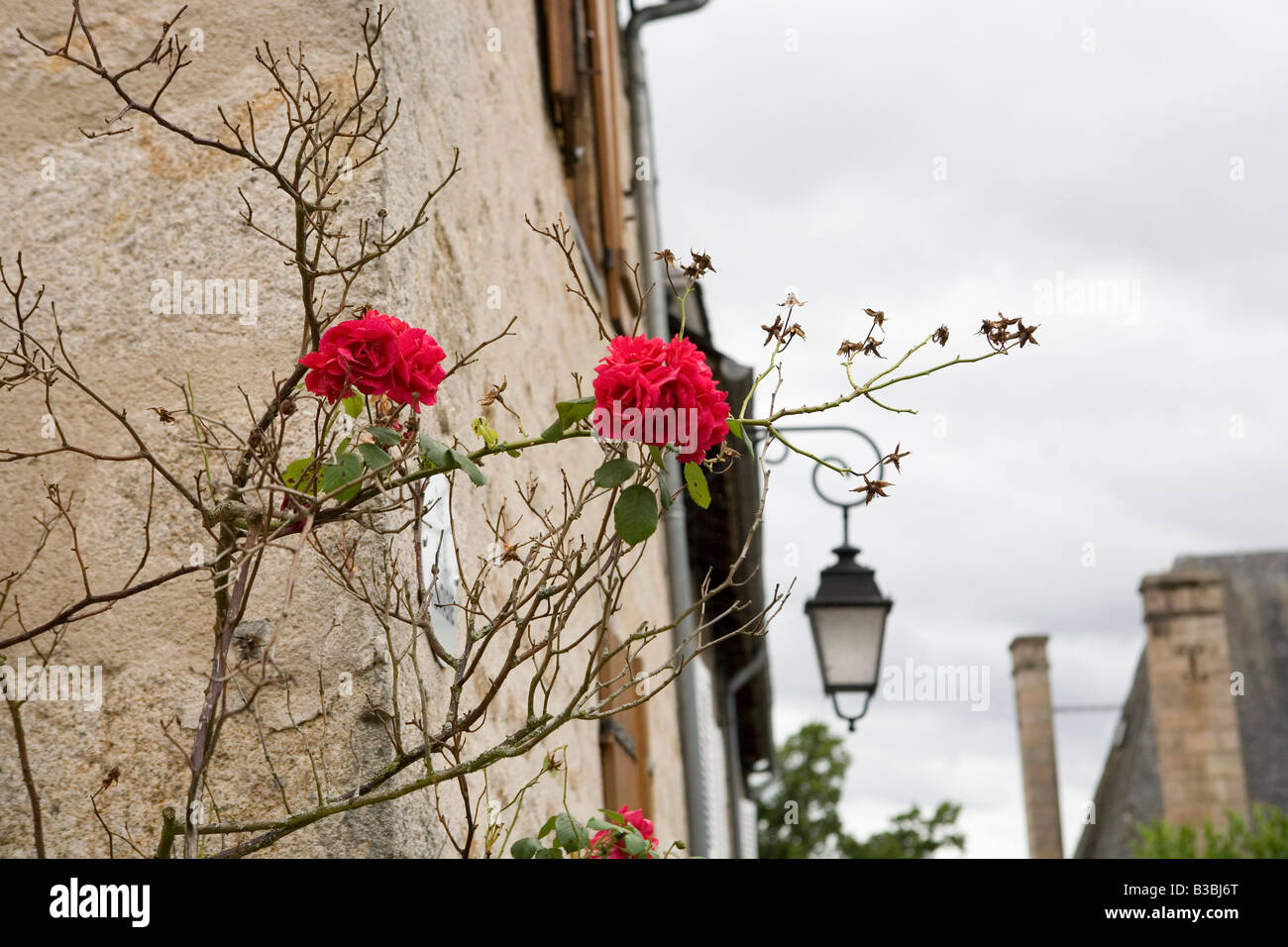 red roses climbing over a stone wall in Meymac, France Stock Photo