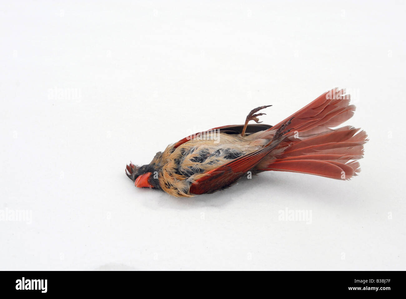 A dead cardinal on the snow in an empty field Stock Photo