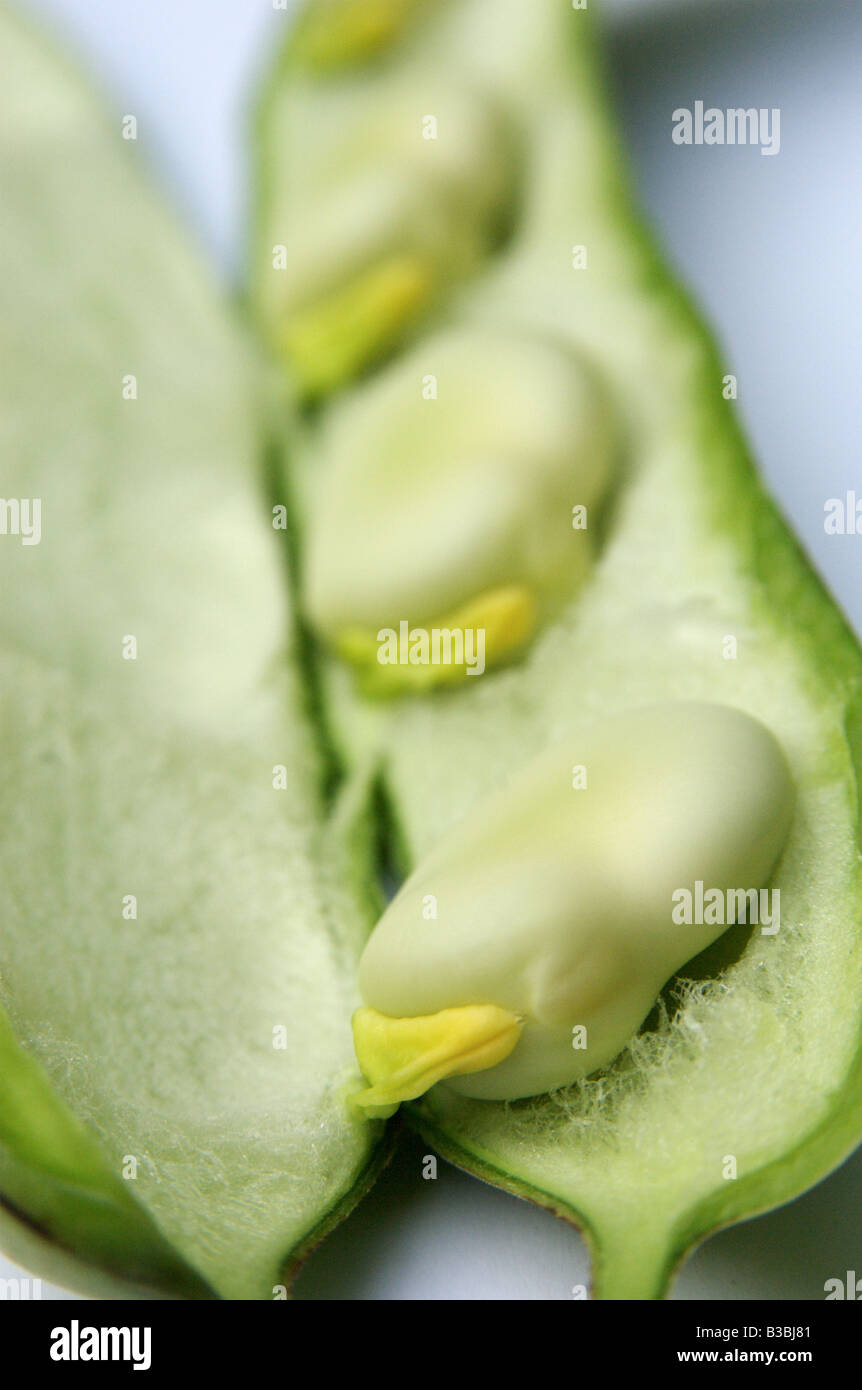 Broad beans in their pod Stock Photo Alamy