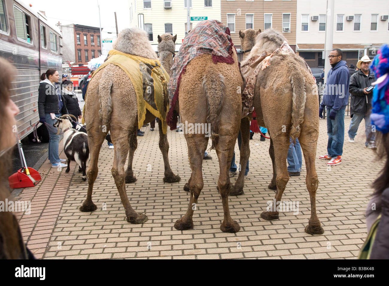 Animals at the Three Kings Day Parade in Brooklyn NY Stock Photo