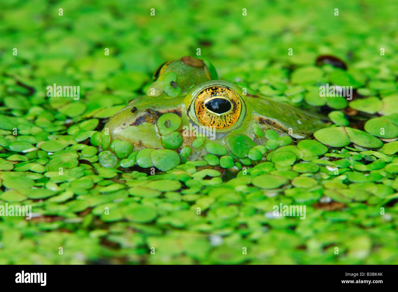 Edible frog (Rana esculenta), adult camouflaged in duckweed (Lemnaceae), Switzerland Stock Photo