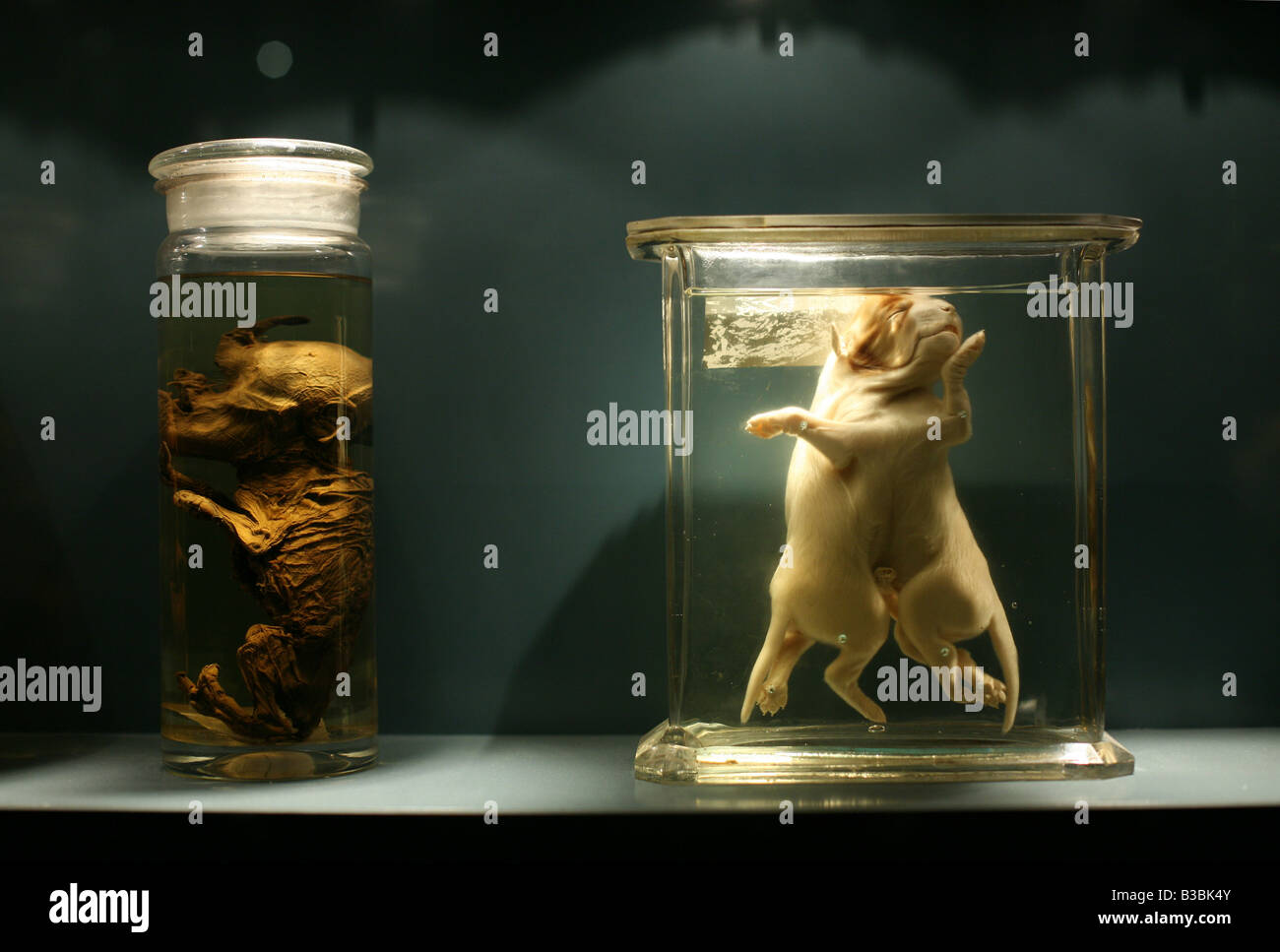 Mutation in animals