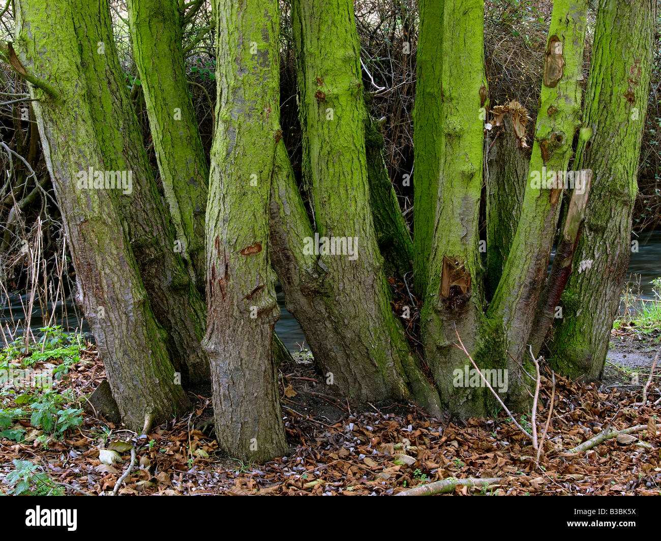 Willow coppice hires stock photography and images Alamy