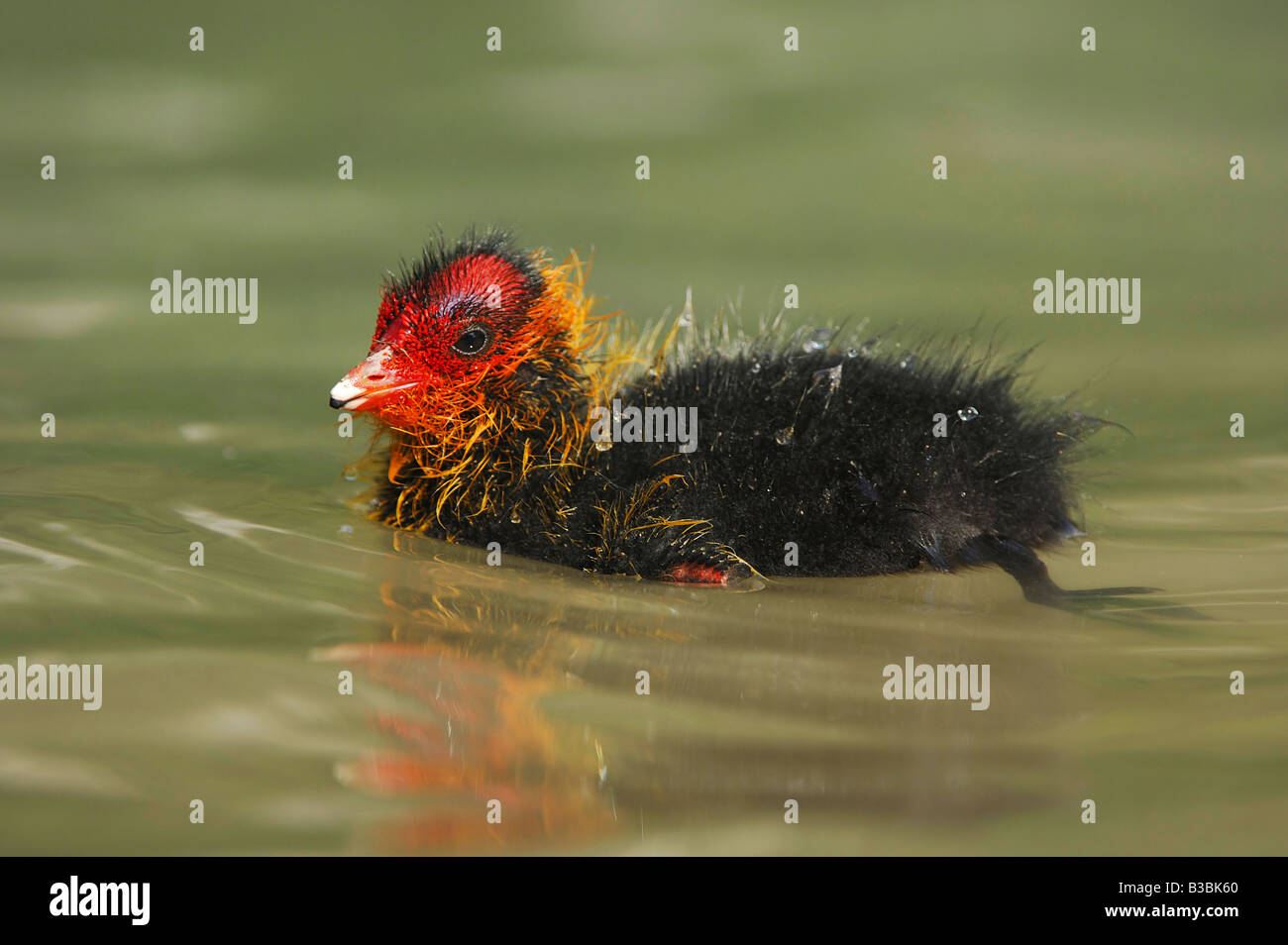 Eurasian Coot (Fulica atra), young swimming, Switzerland Stock Photo