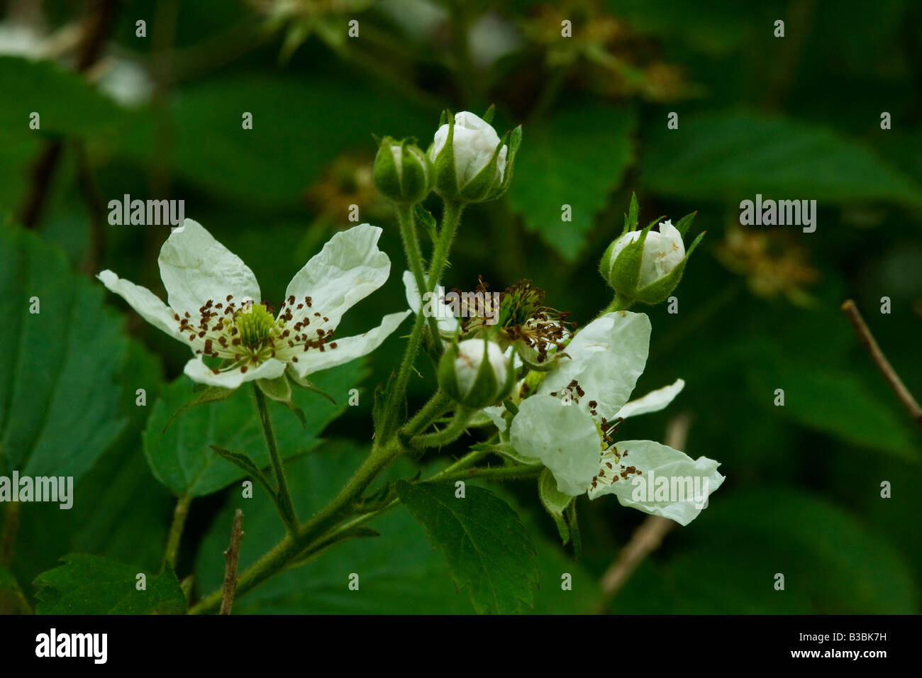 Raspberry flower hi-res stock photography and images - Alamy