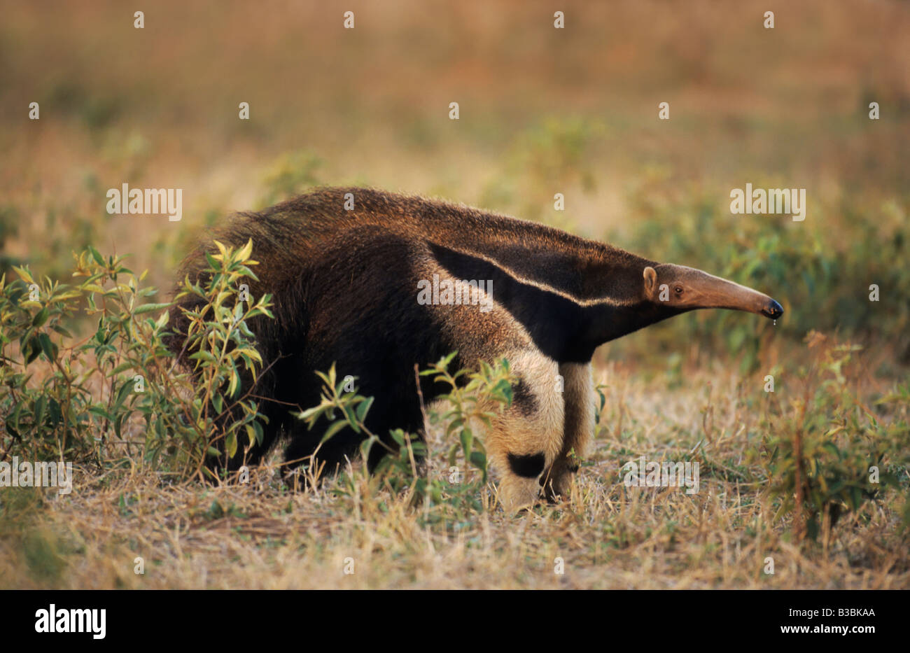 Giant Anteater, (Myrmecophaga tridactyla), adult walking, Pantanal, Brazil, South America Stock Photo