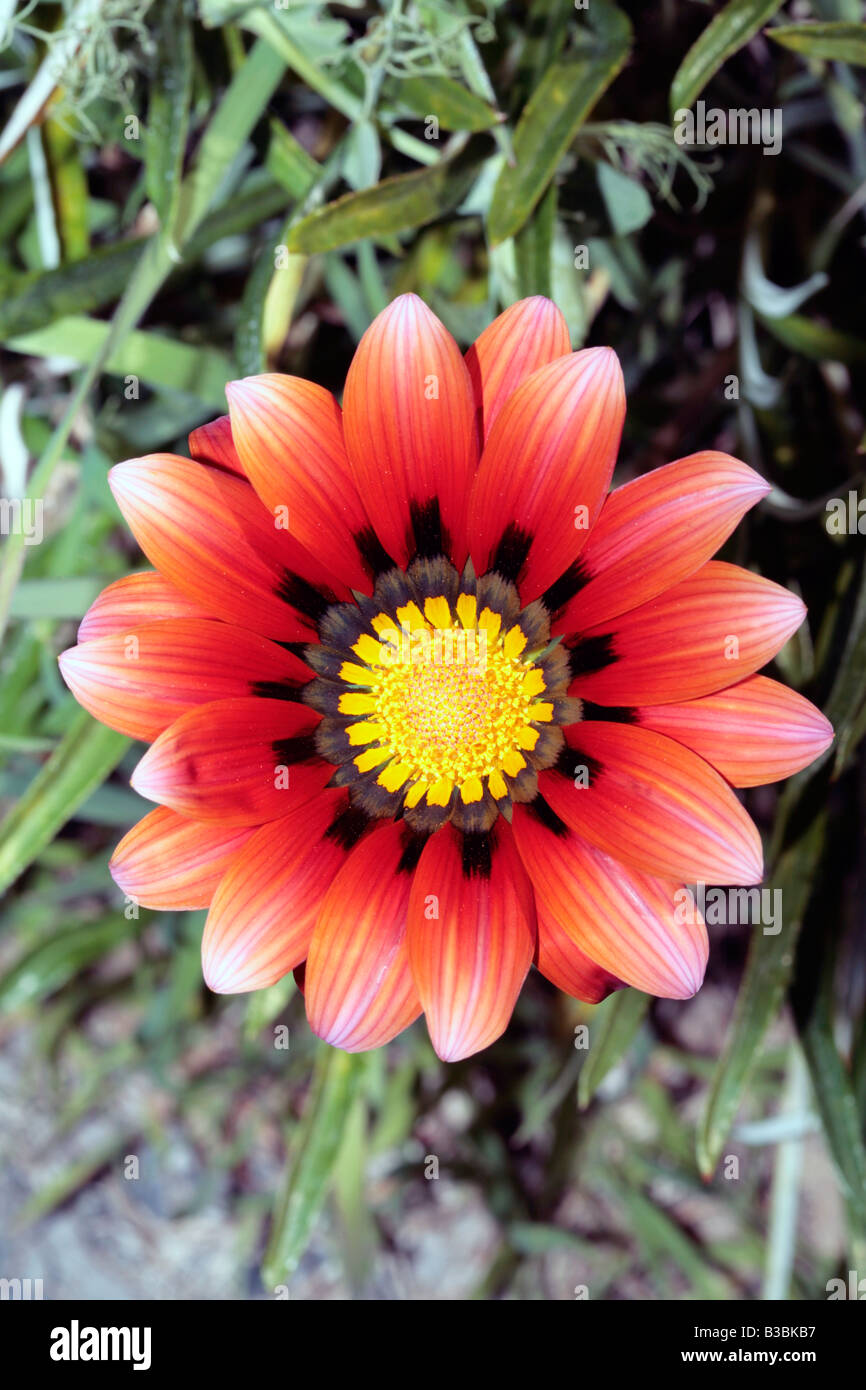 Gazania hybrid /Treasyre Flower- Family Asteraceae Stock Photo
