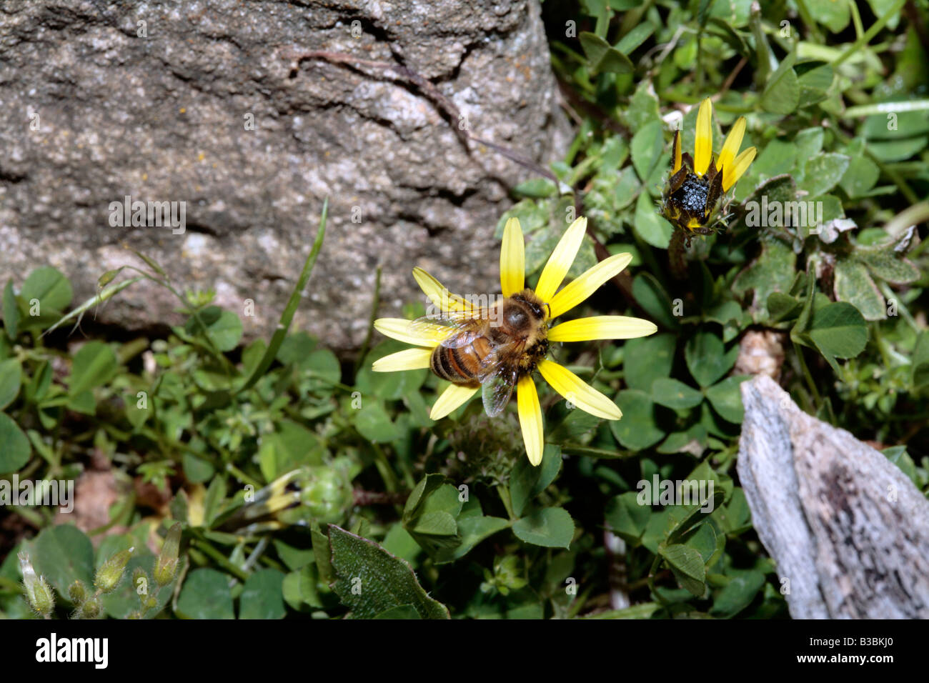 Honey Bee collecting pollen from Ursinia flower- Apis mellifera Stock Photo