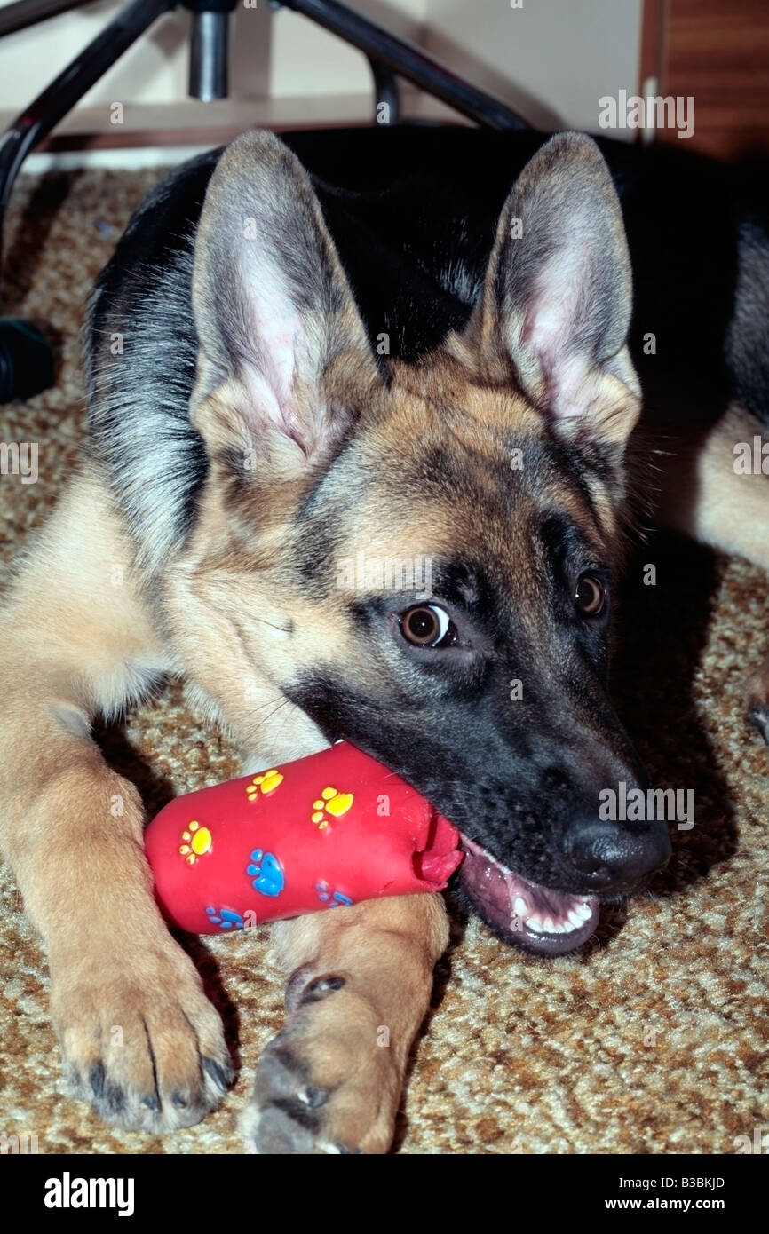 German Shepherd puppy playing with Toy-Canis lupus domesticus- Family Canidae Stock Photo
