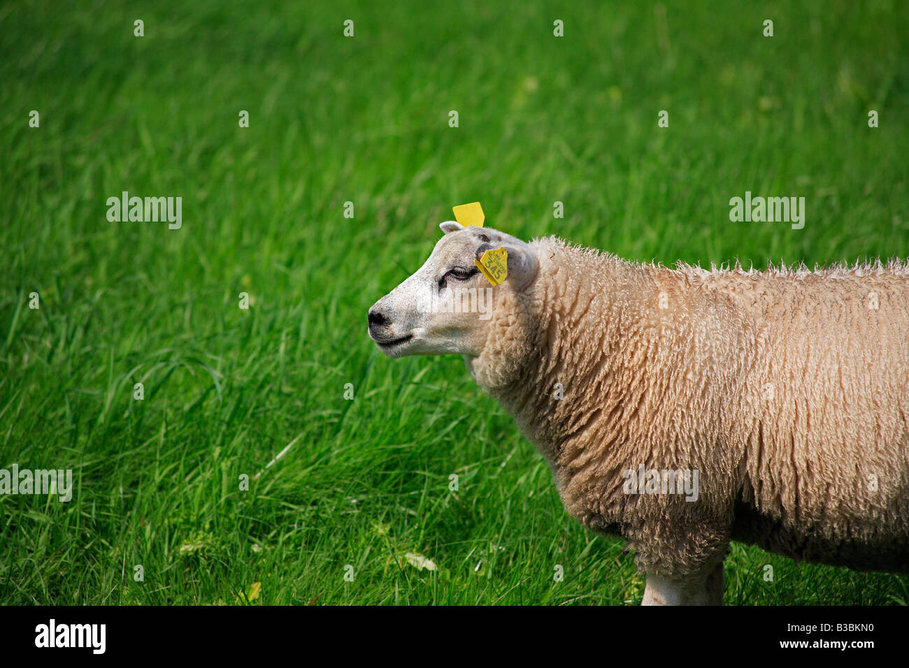 A sheep grazing in a green field Stock Photo - Alamy
