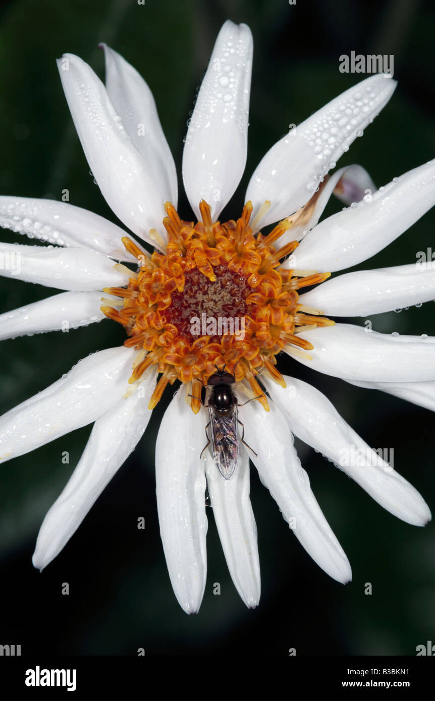 Hoverfly on Silver-leaf daisy flower-Olearia pannosa ssp. pannosa- with morning dew Stock Photo
