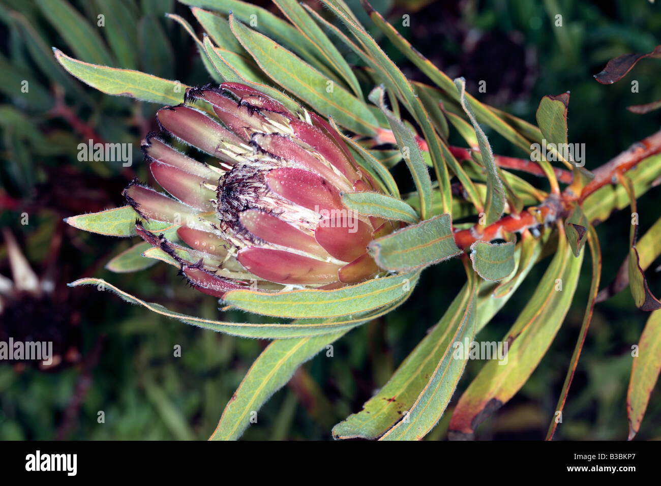 Burchell s Sugarbush Protea Burchelli Family Proteaceae Stock Photo burchell-s-sugarbush-protea-burchelli-family-proteaceae-stock-photo