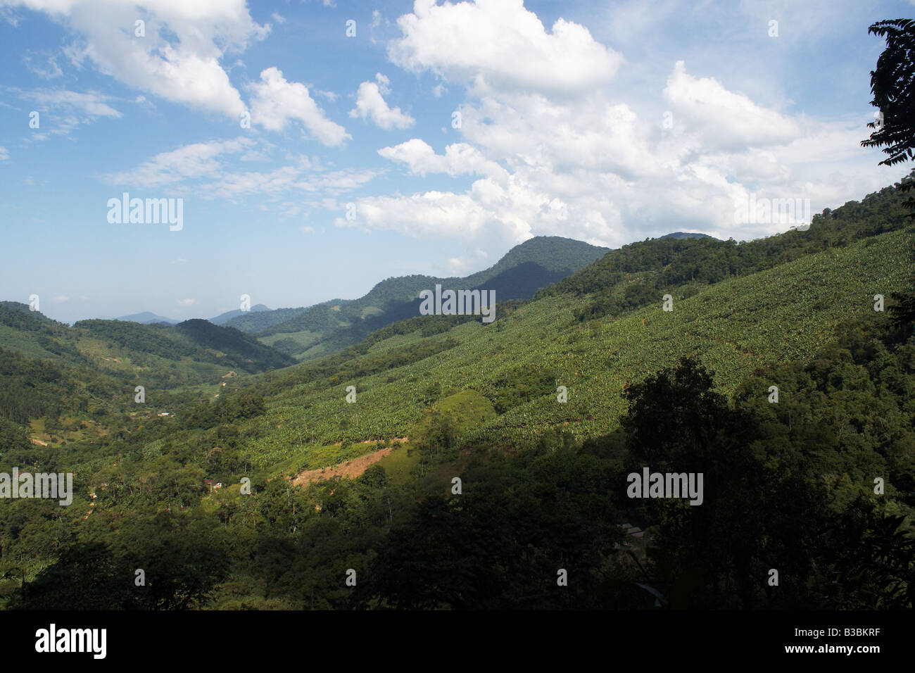 Banana plantation in the rainforest Stock Photo Alamy