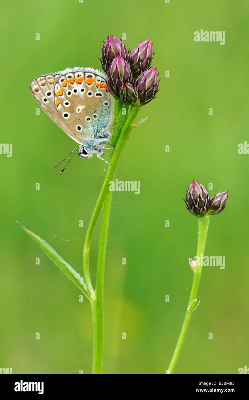 Common Blue Polyommatus icarus adult perched on flower Switzerland Stock Photo
