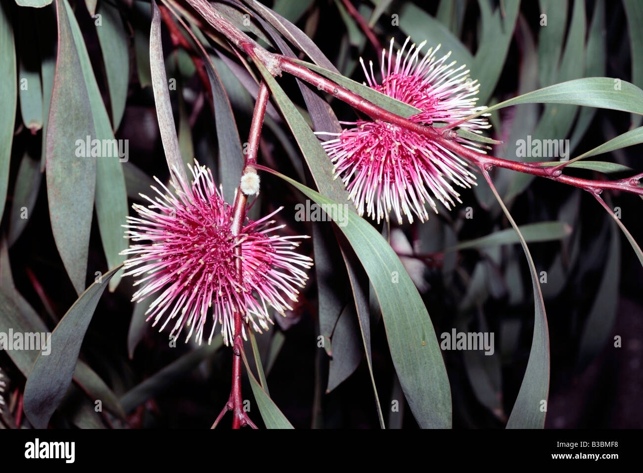 Hakea laurina-Pincushion hakea-Family Myrtaceae Stock Photo