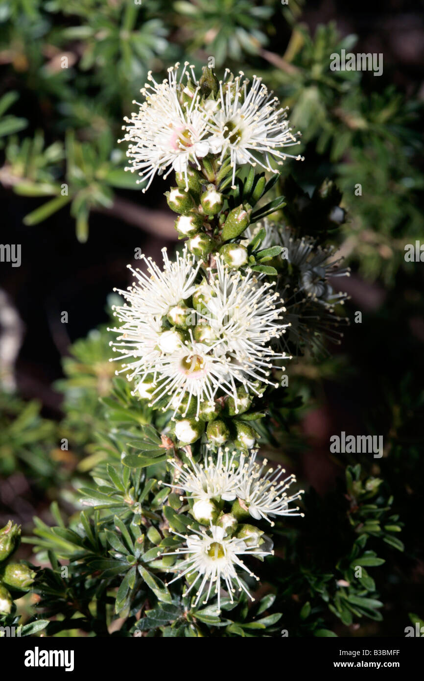 Kunzea ambigua [syn. K.corifolia]-Family Myrtaceae Stock Photo