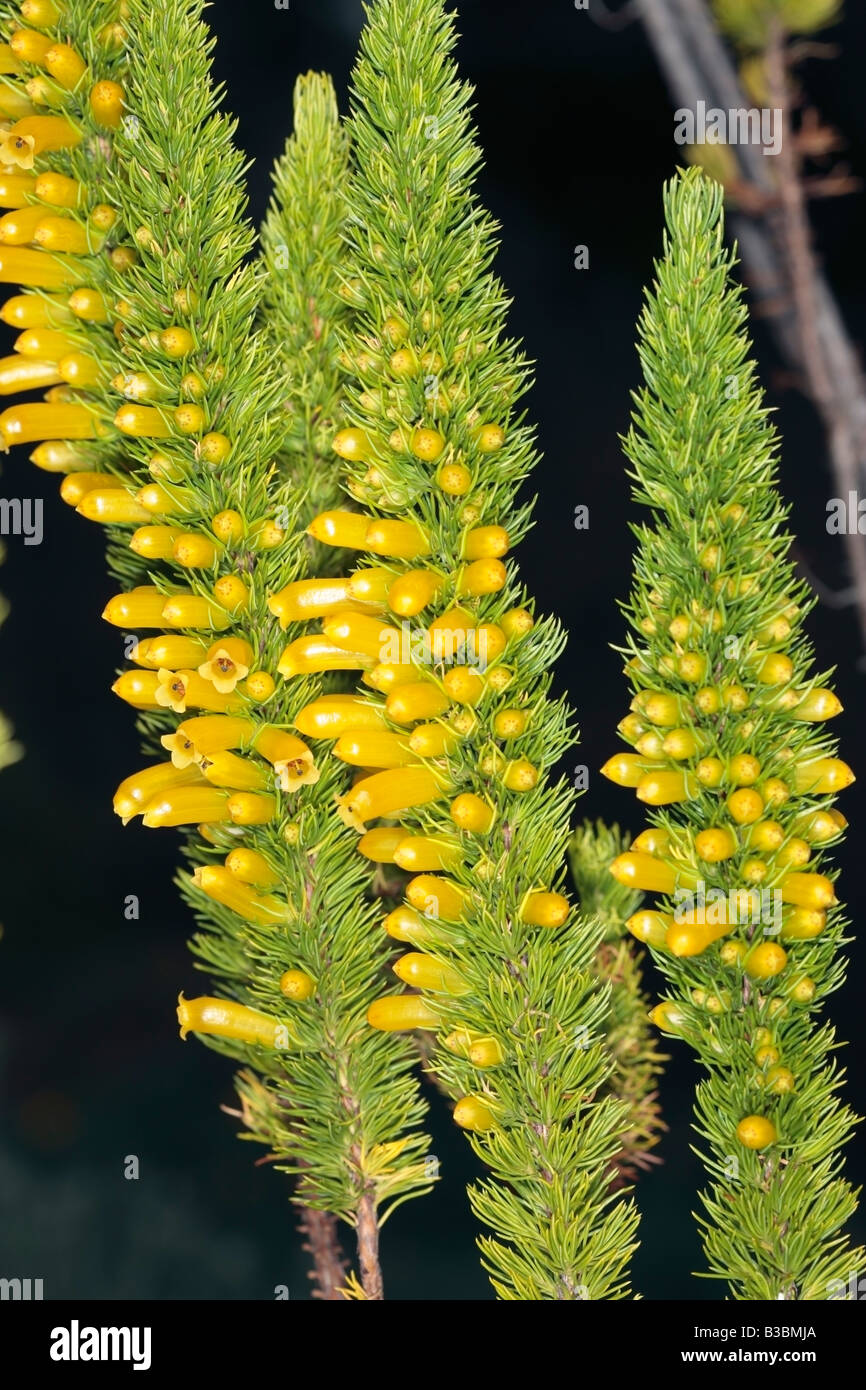 Mealie Heath-Erica patersonia-Family Ericaceae Stock Photo