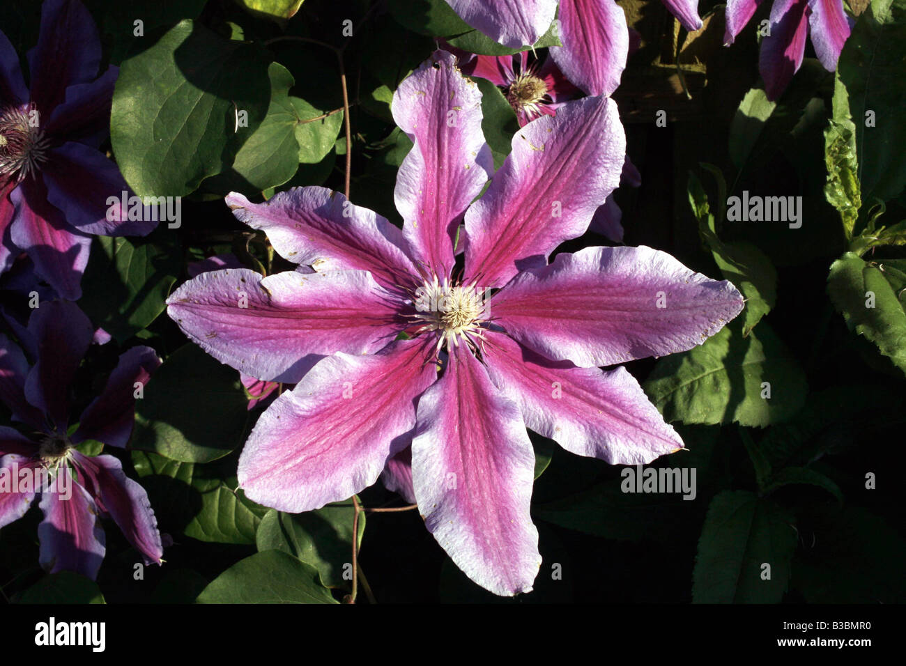 English Clountry Garden - Clematis - The large flowering Fireworks variety Stock Photo