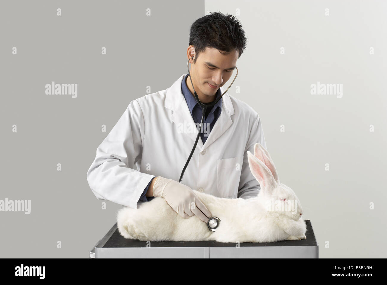 Veterinarian Examining Giant Rabbit Stock Photo Alamy