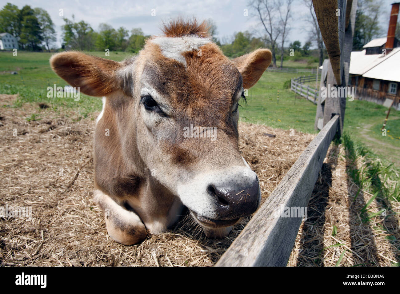Dairy cow fence enclosure Stock Photo