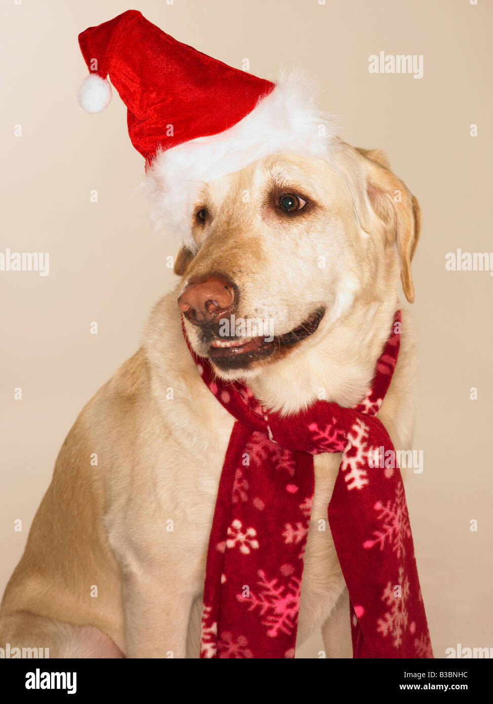 Portrait of Labrador Retriever Wearing Santa Hat and Scarf Stock Photo