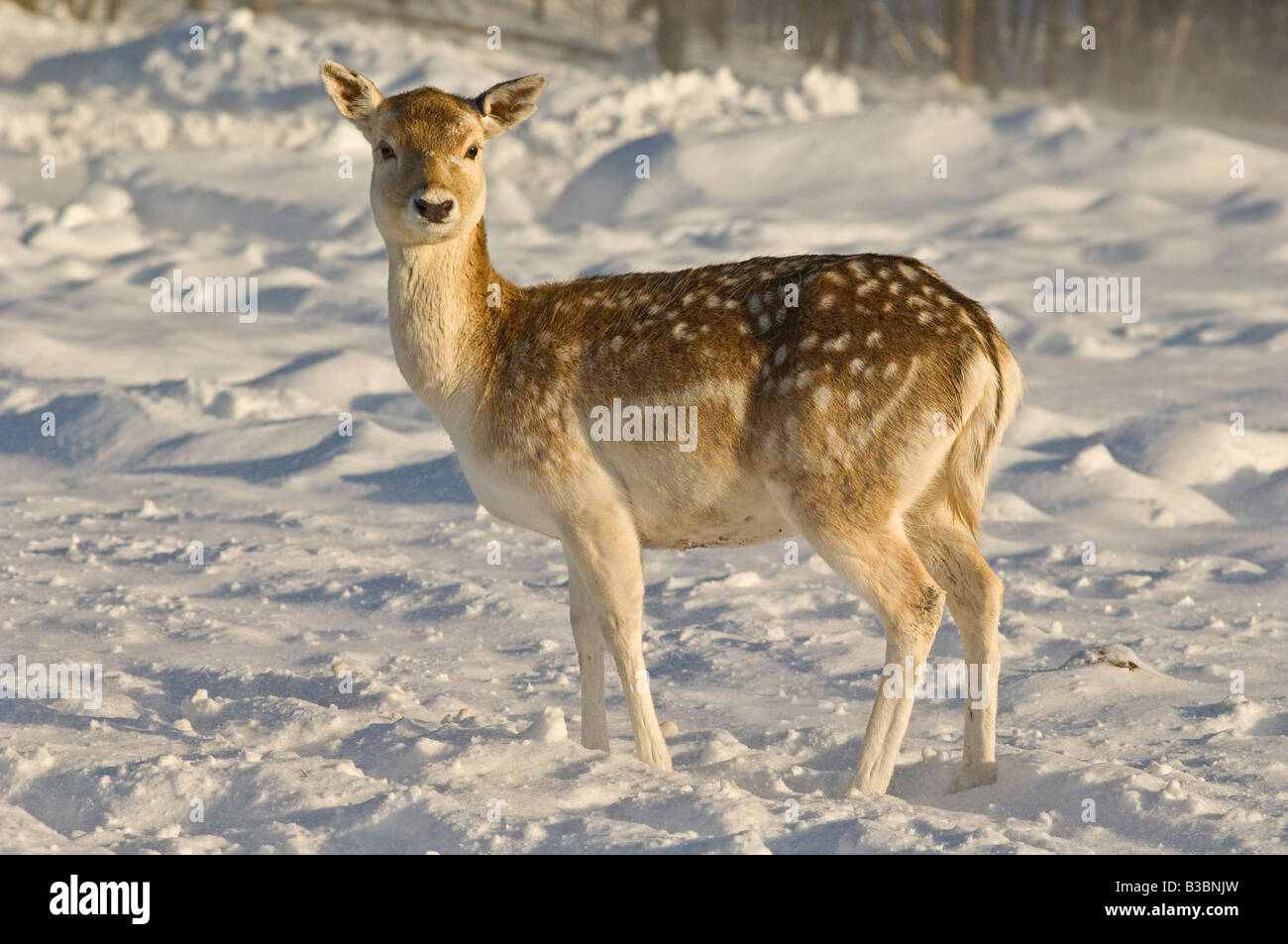 Fallow Deer, Omega Park, Montebello, Quebec, Canada Stock Photo