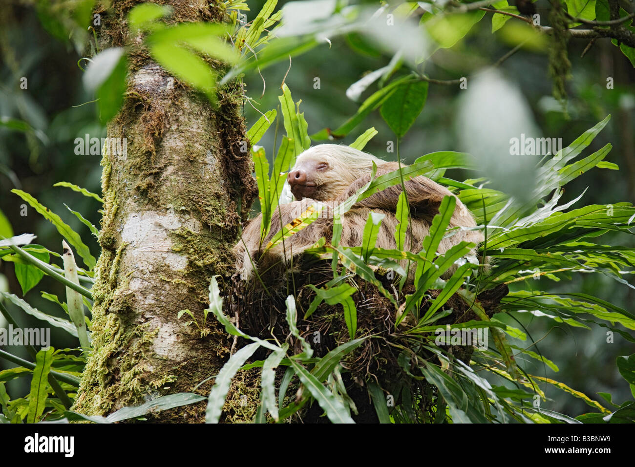 Two-toed Sloth in Tree, Costa Rica Stock Photo
