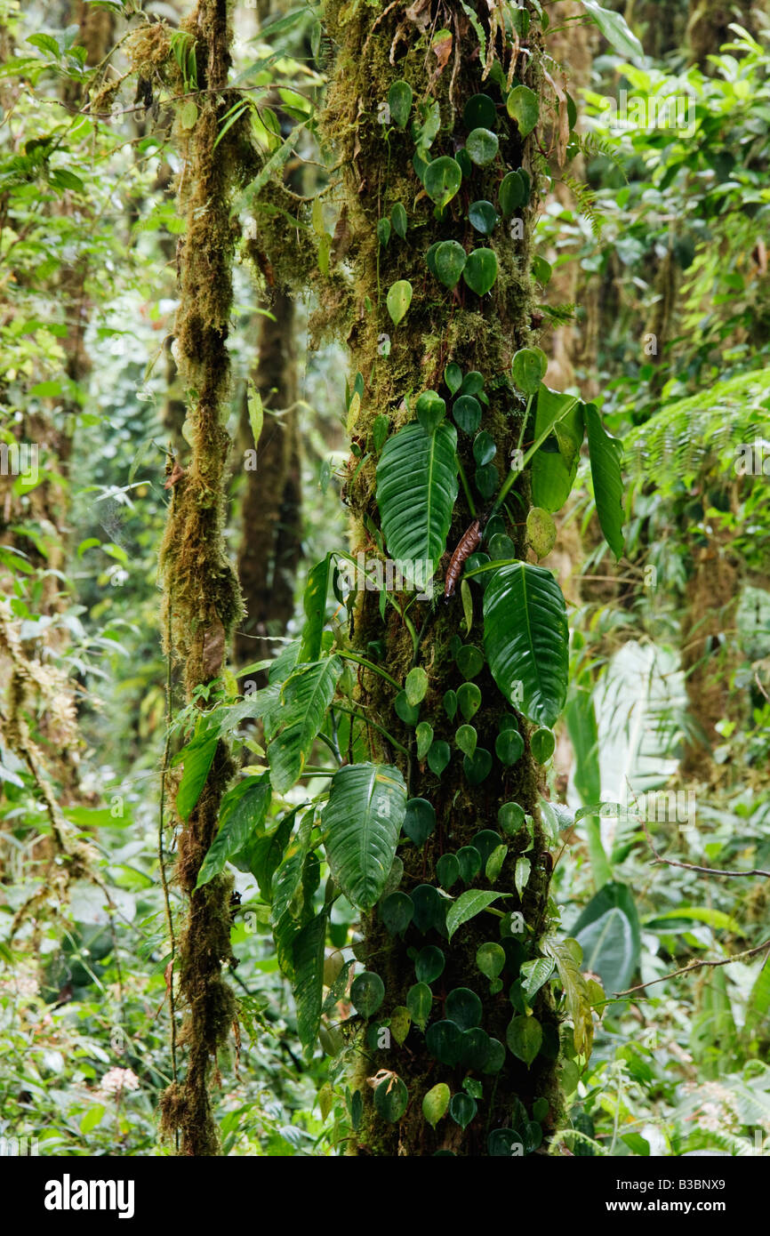 Epiphytes on Tree, Monteverde, Costa Rica Stock Photo